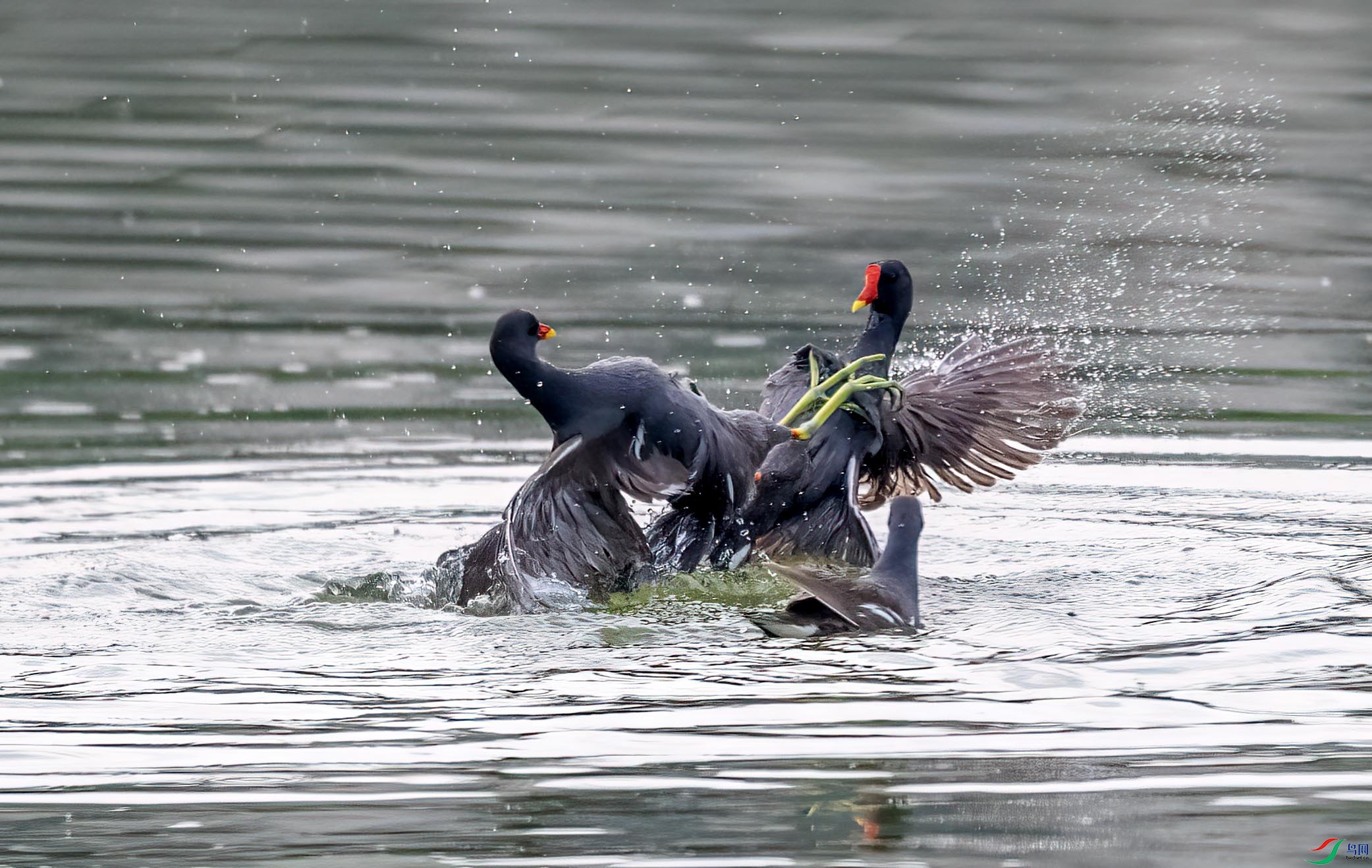 DSC_8076 ����.jpg