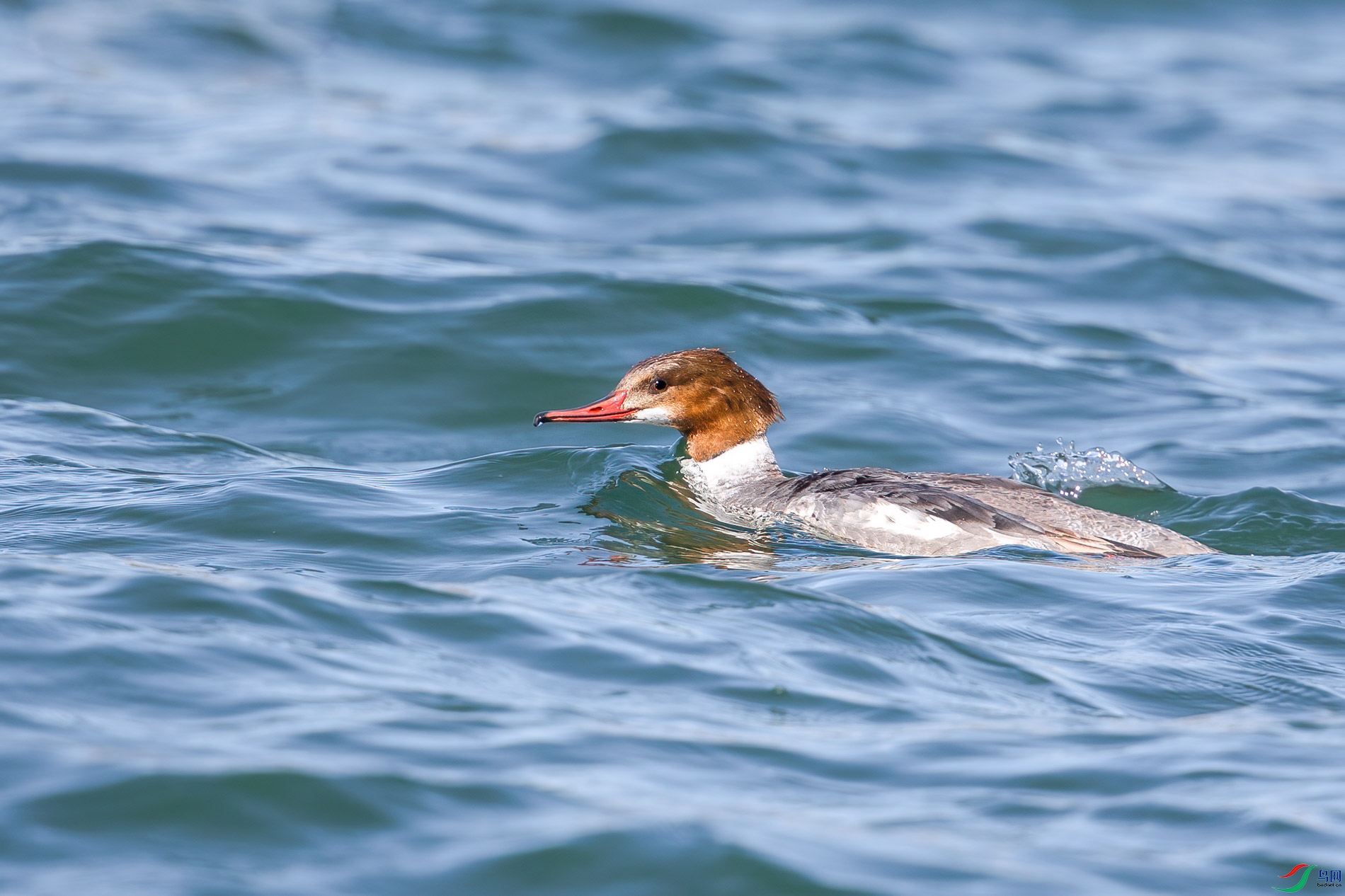AQ4P0745-1.jpg