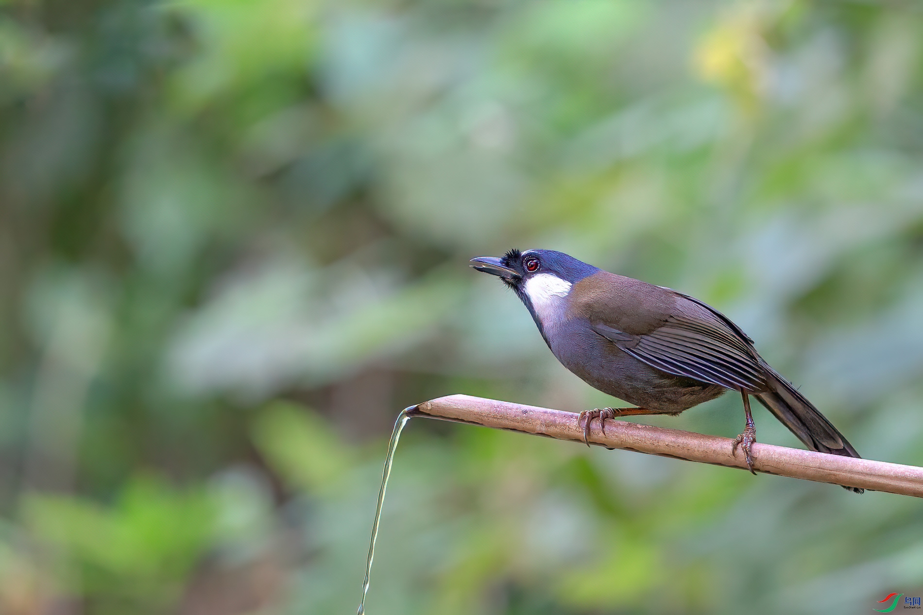 a_78995-1.jpg