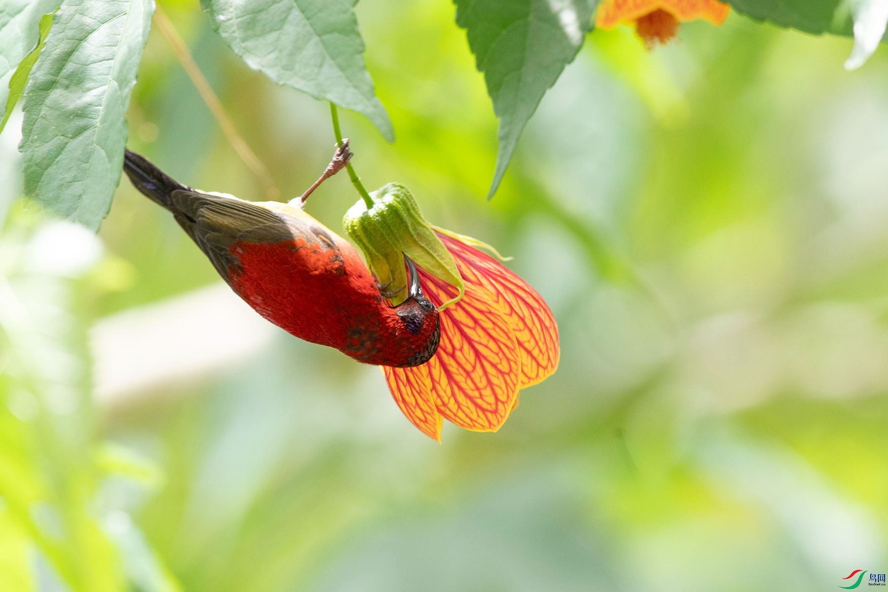 ����̫����9