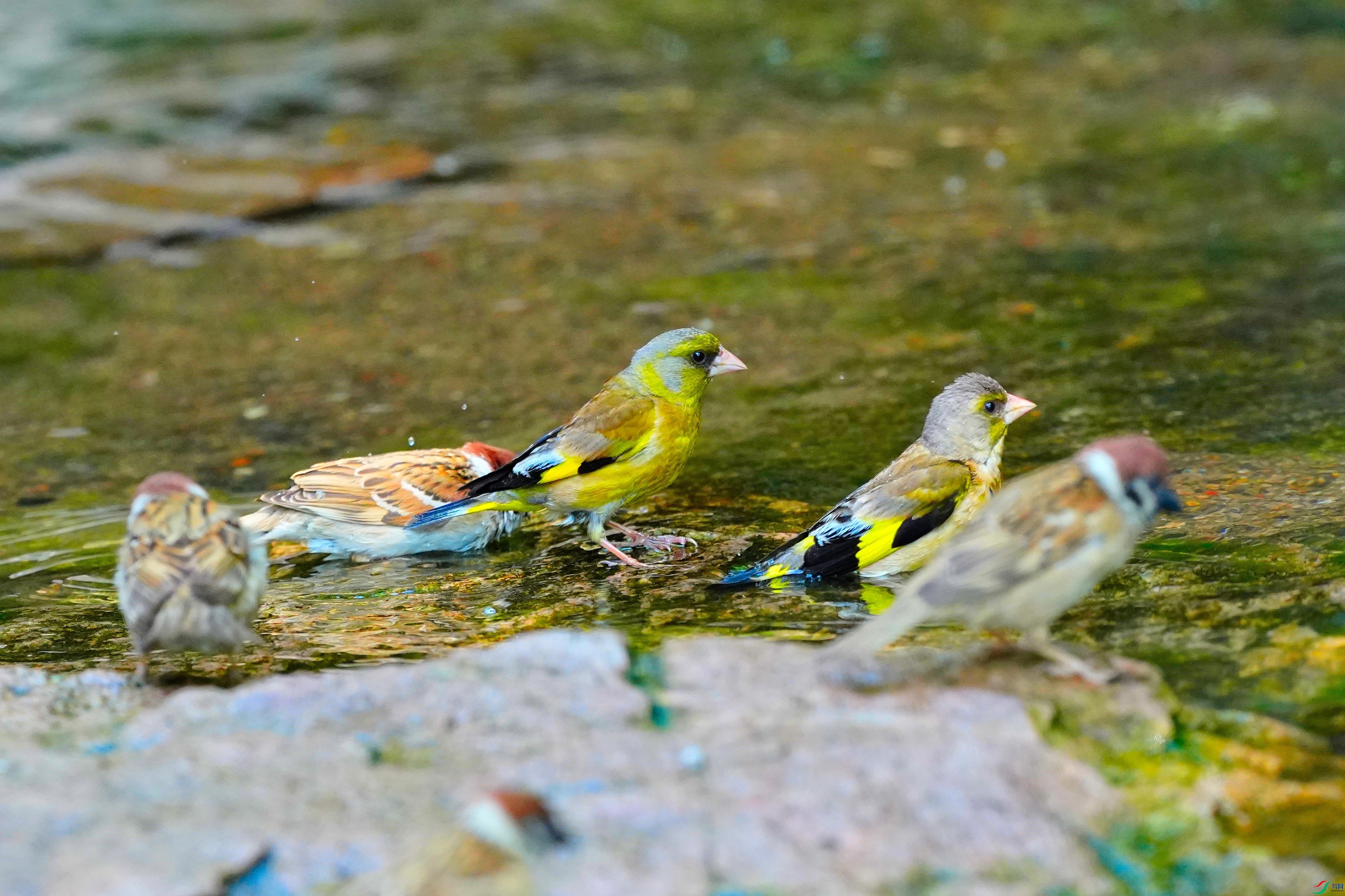DSC02942_01.JPG