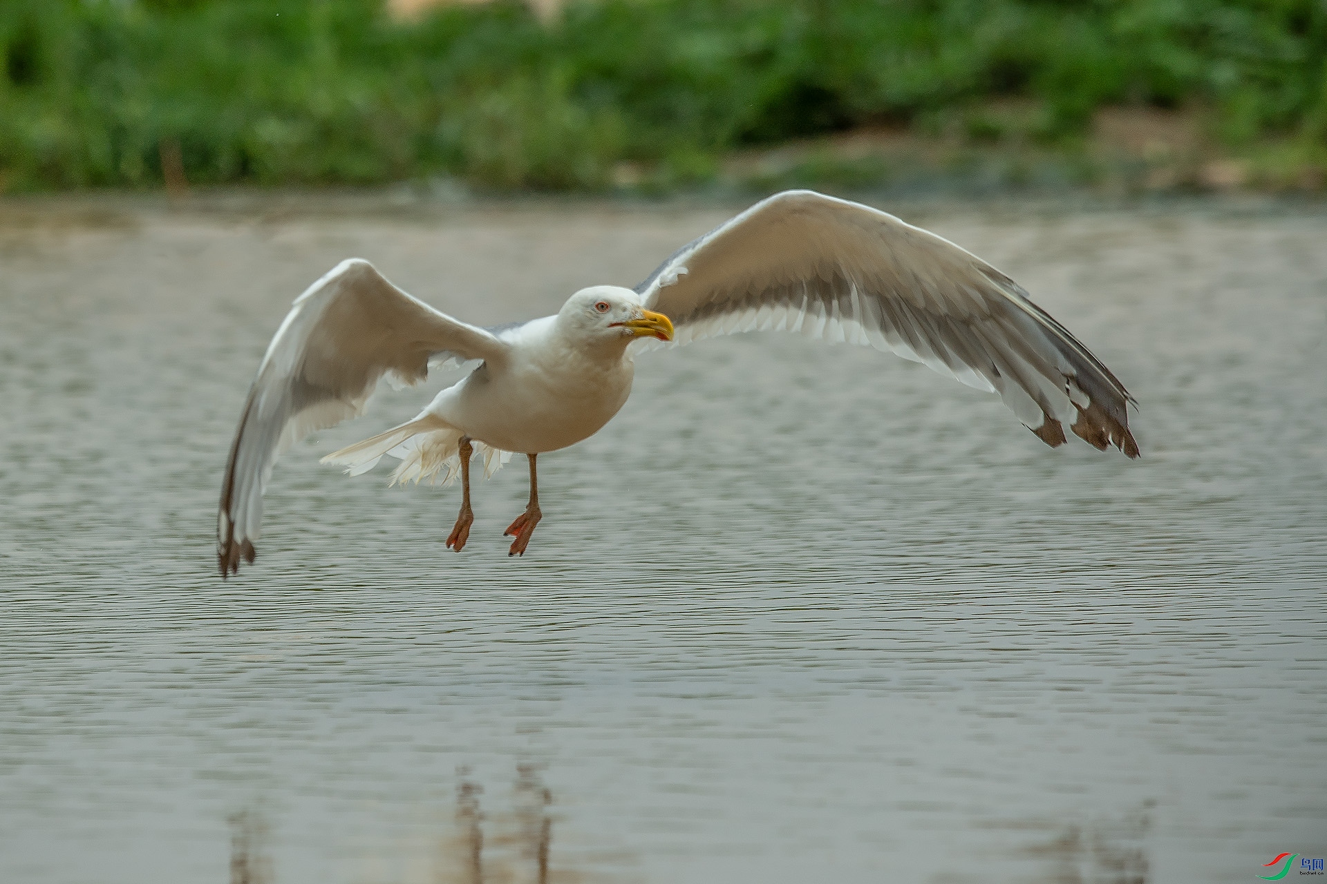 DSC_0262.jpg