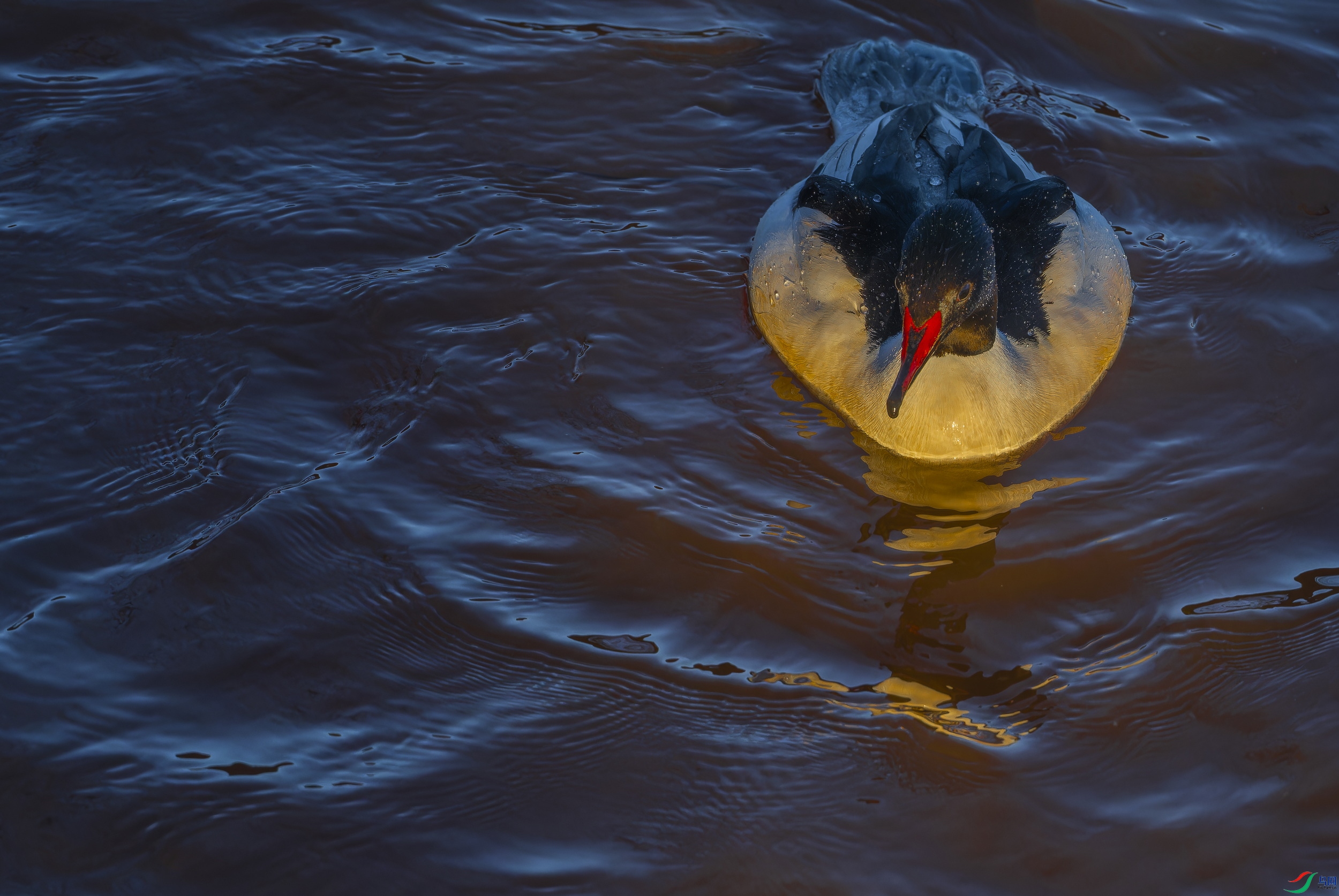 ��ͨ��ɳѼ  (10)-1.jpg