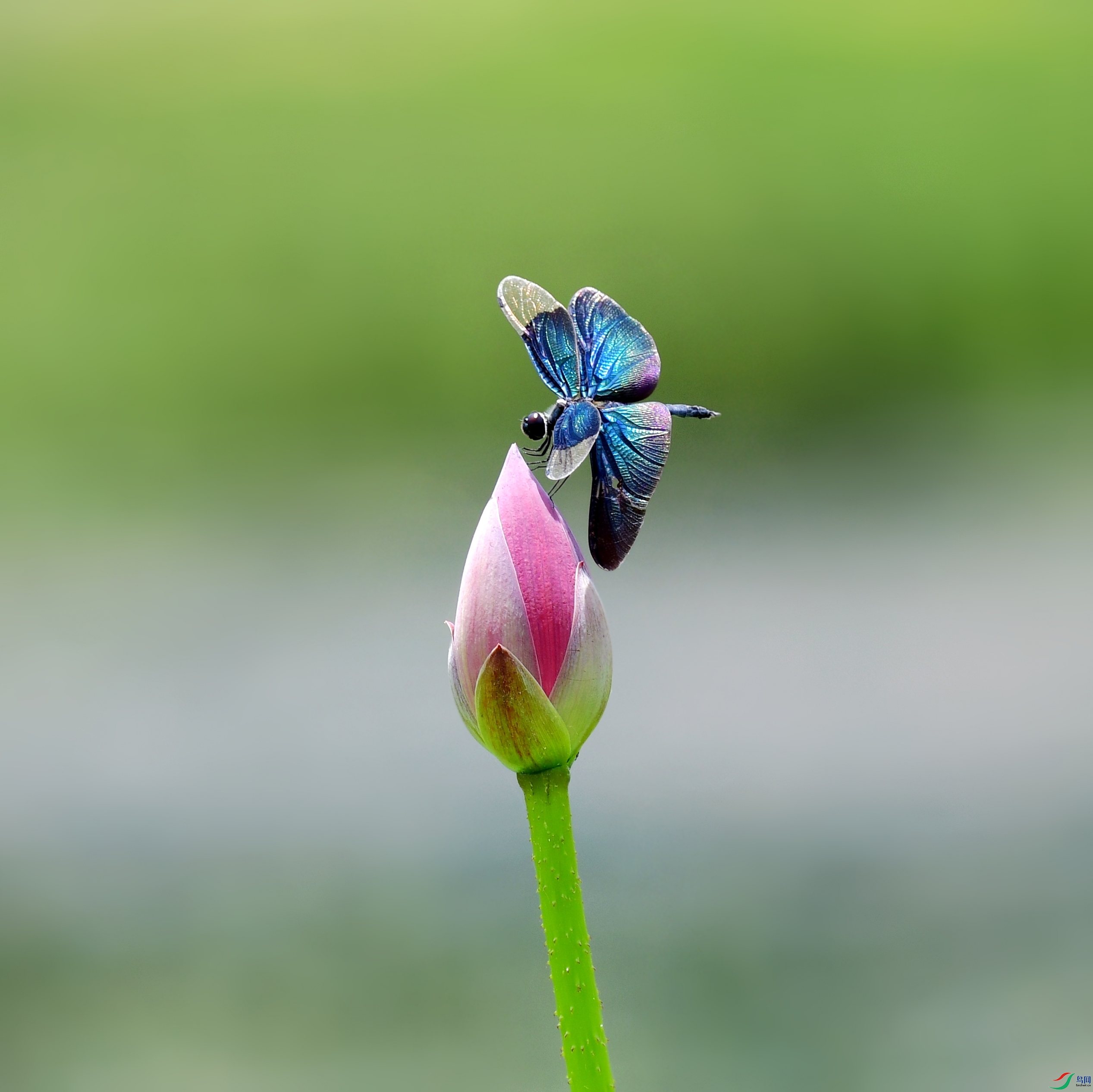 DSC_6321_conew5.jpg