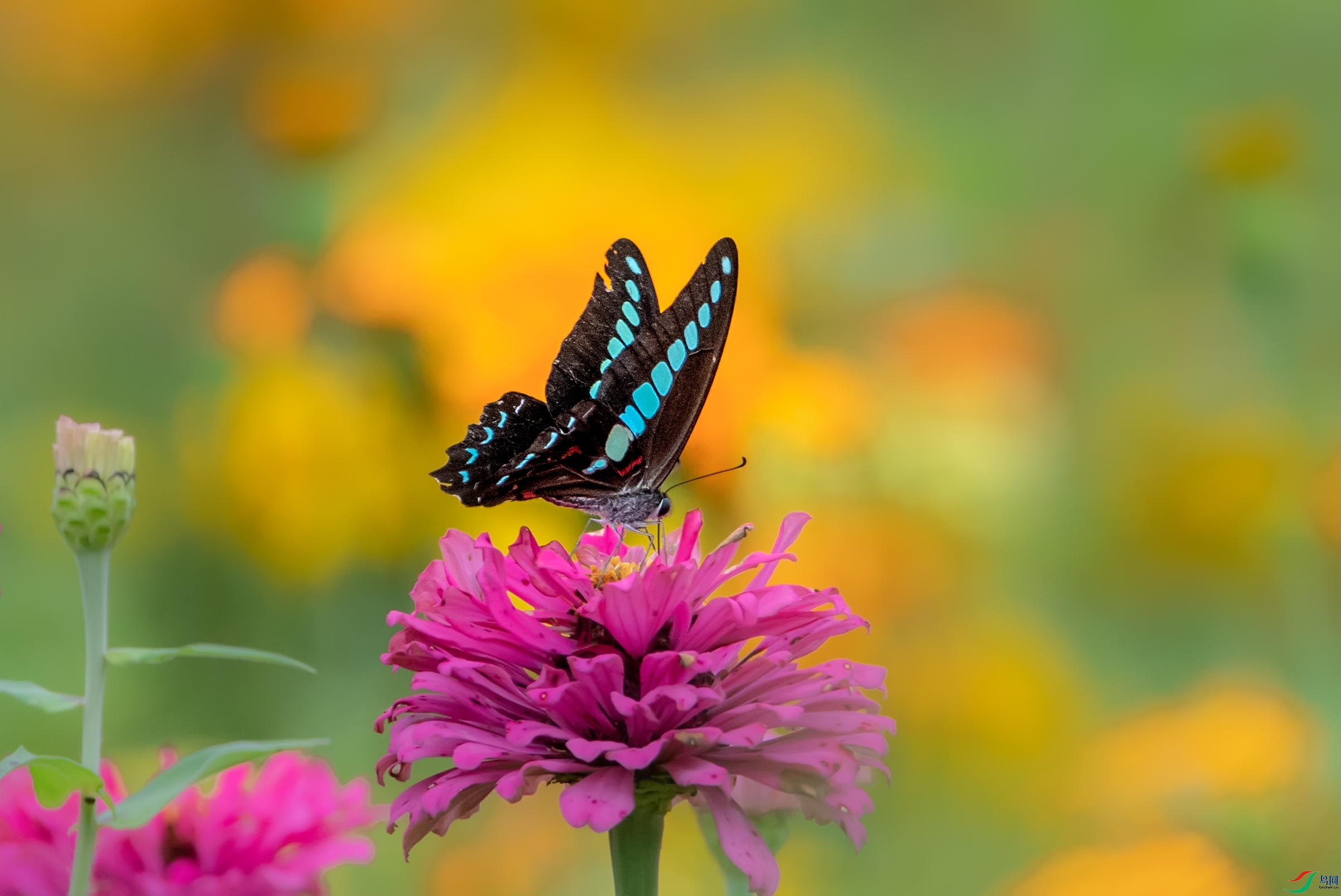 DSC_2685.jpg