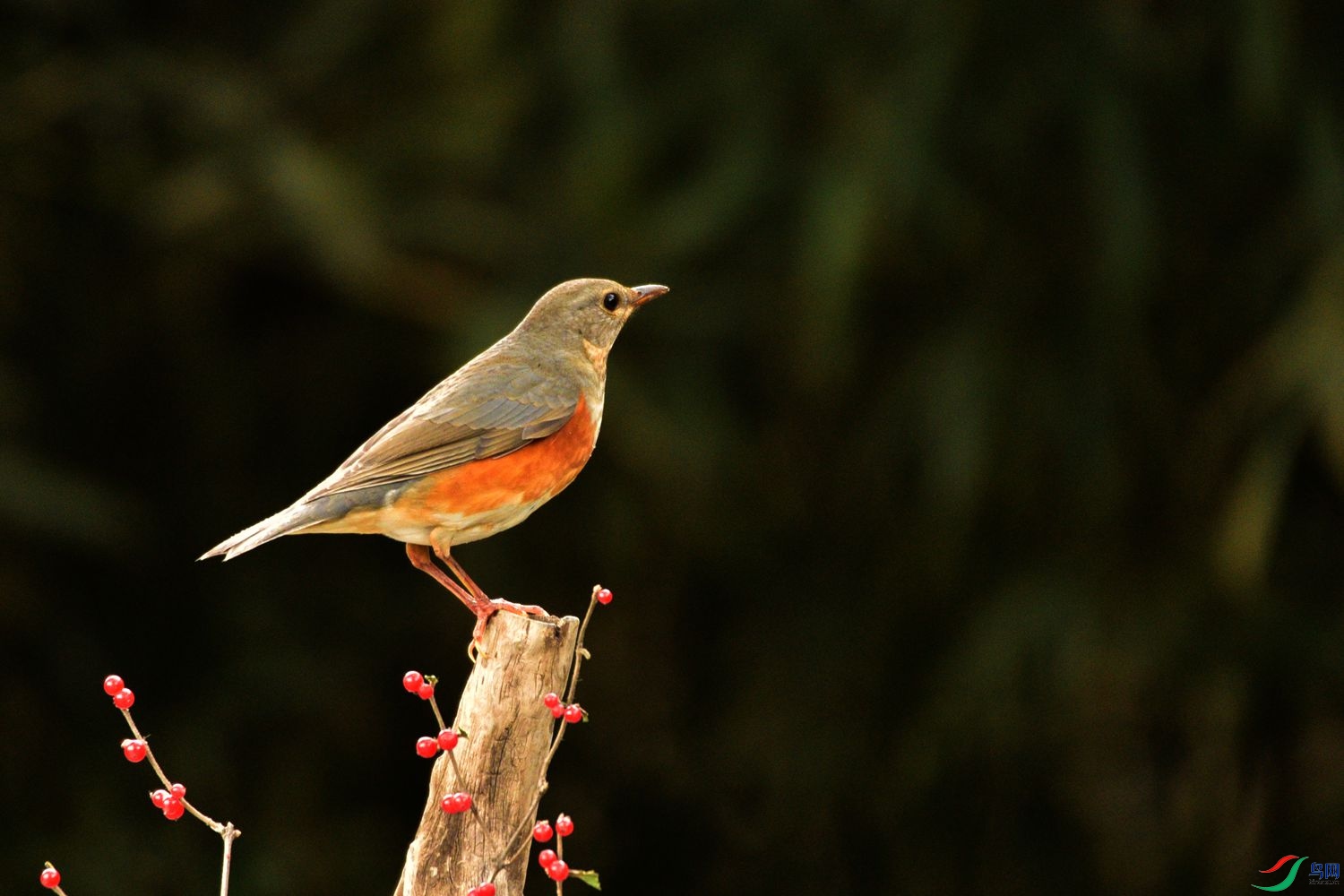 DSC_1251.JPG
