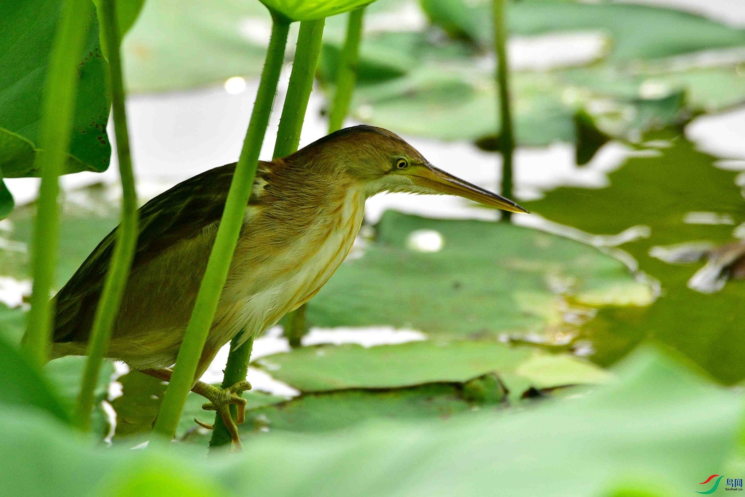 DSC_8695.jpg