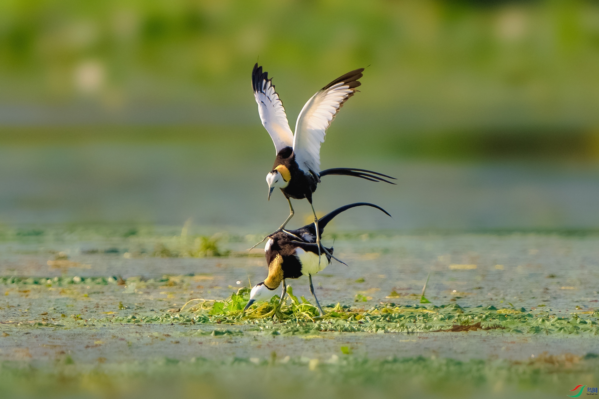 _DSC3471-����ǿ-NR ����_1.jpg