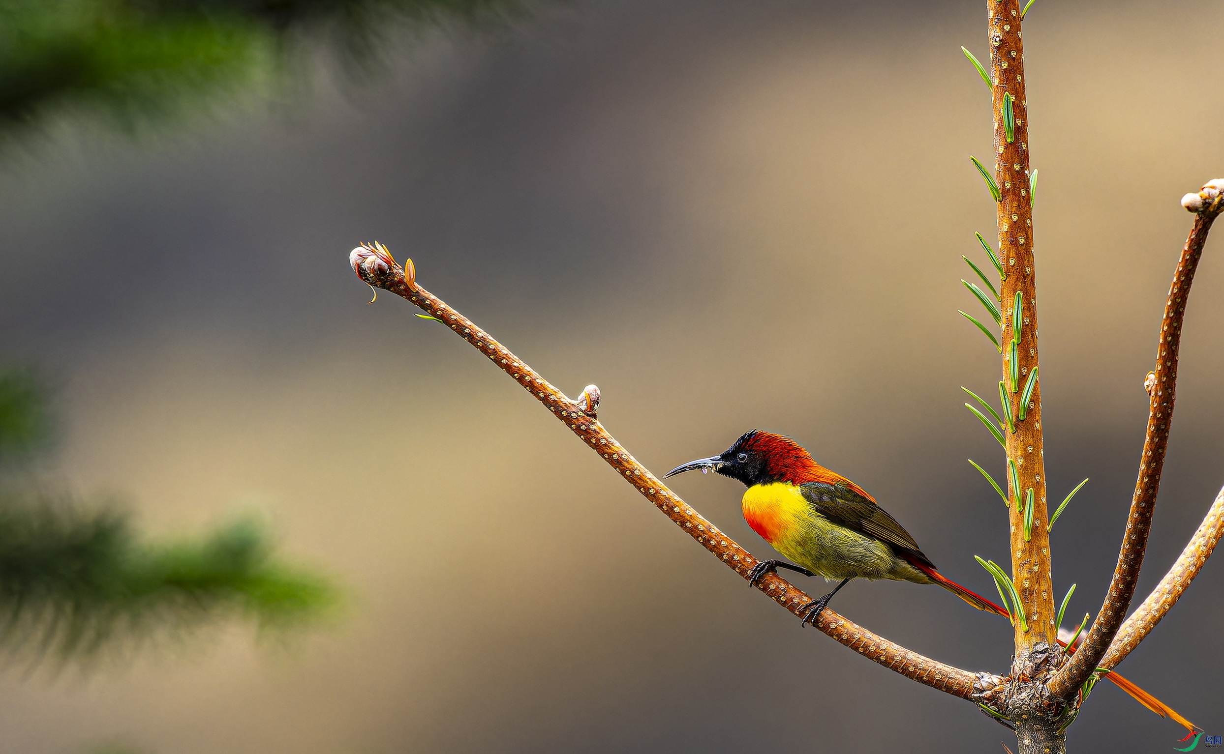 ��β̫���� (8)-1.jpg