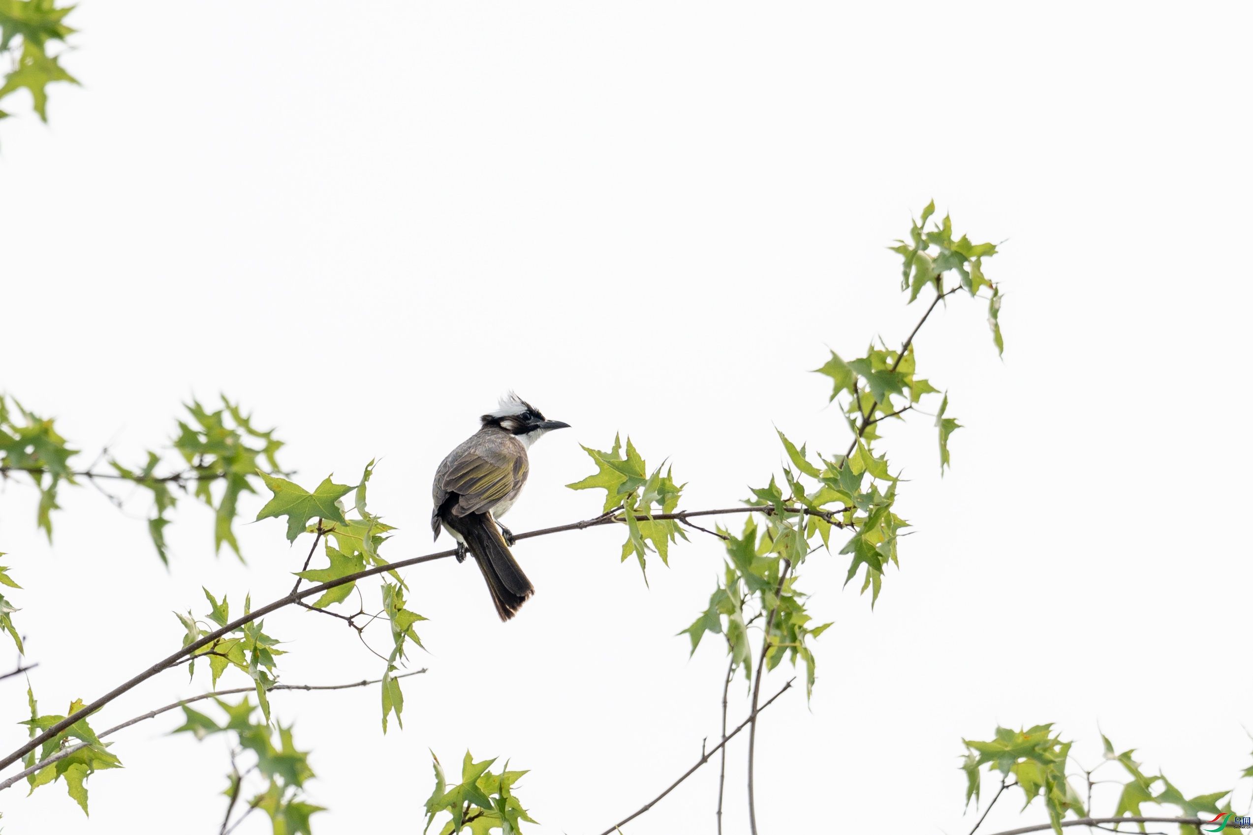 DSC_2392 ����.jpg