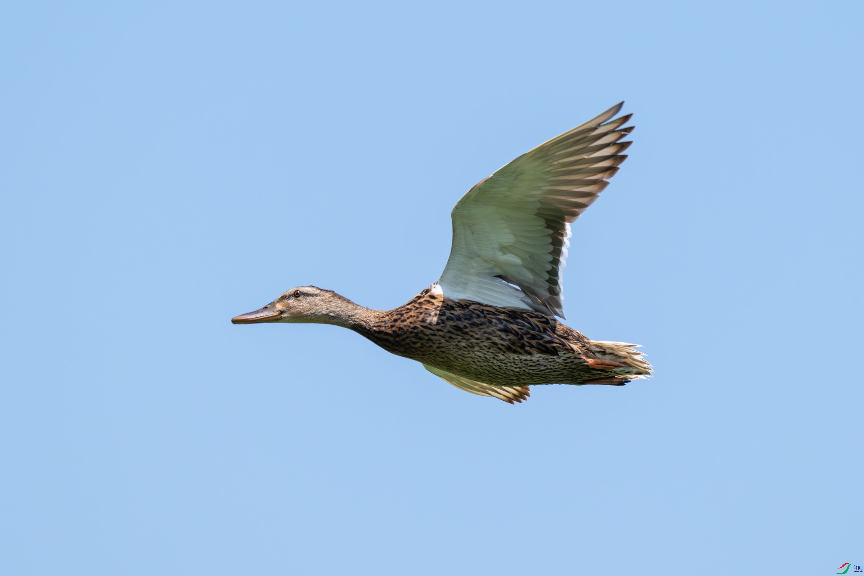 DSC_2077.jpg