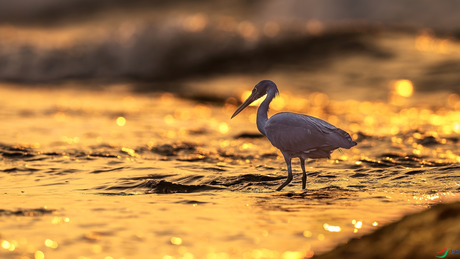 1_XXL8141-����ǿ-NR ���� 2.jpeg