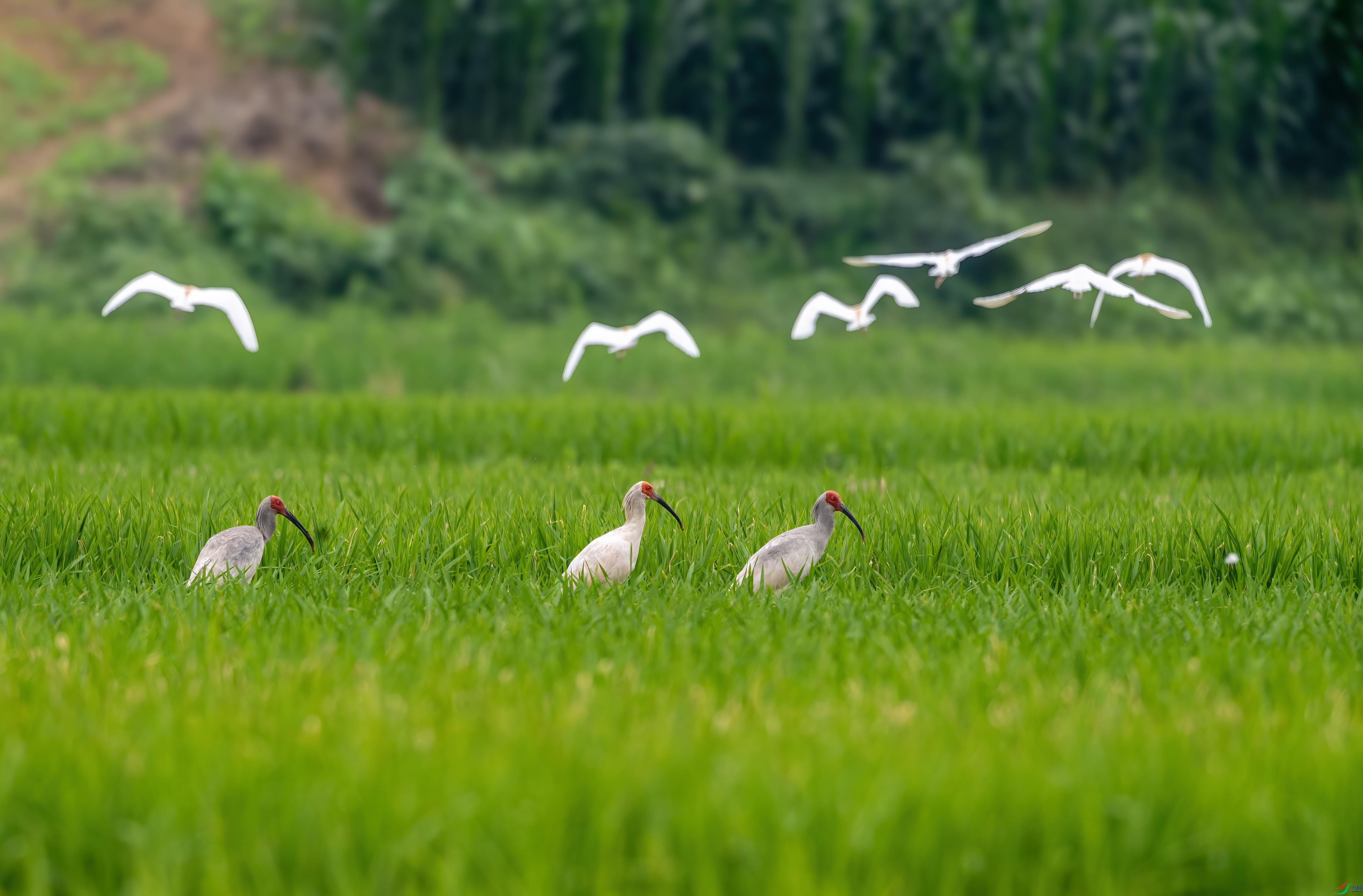 DSC_7944 ����.jpg