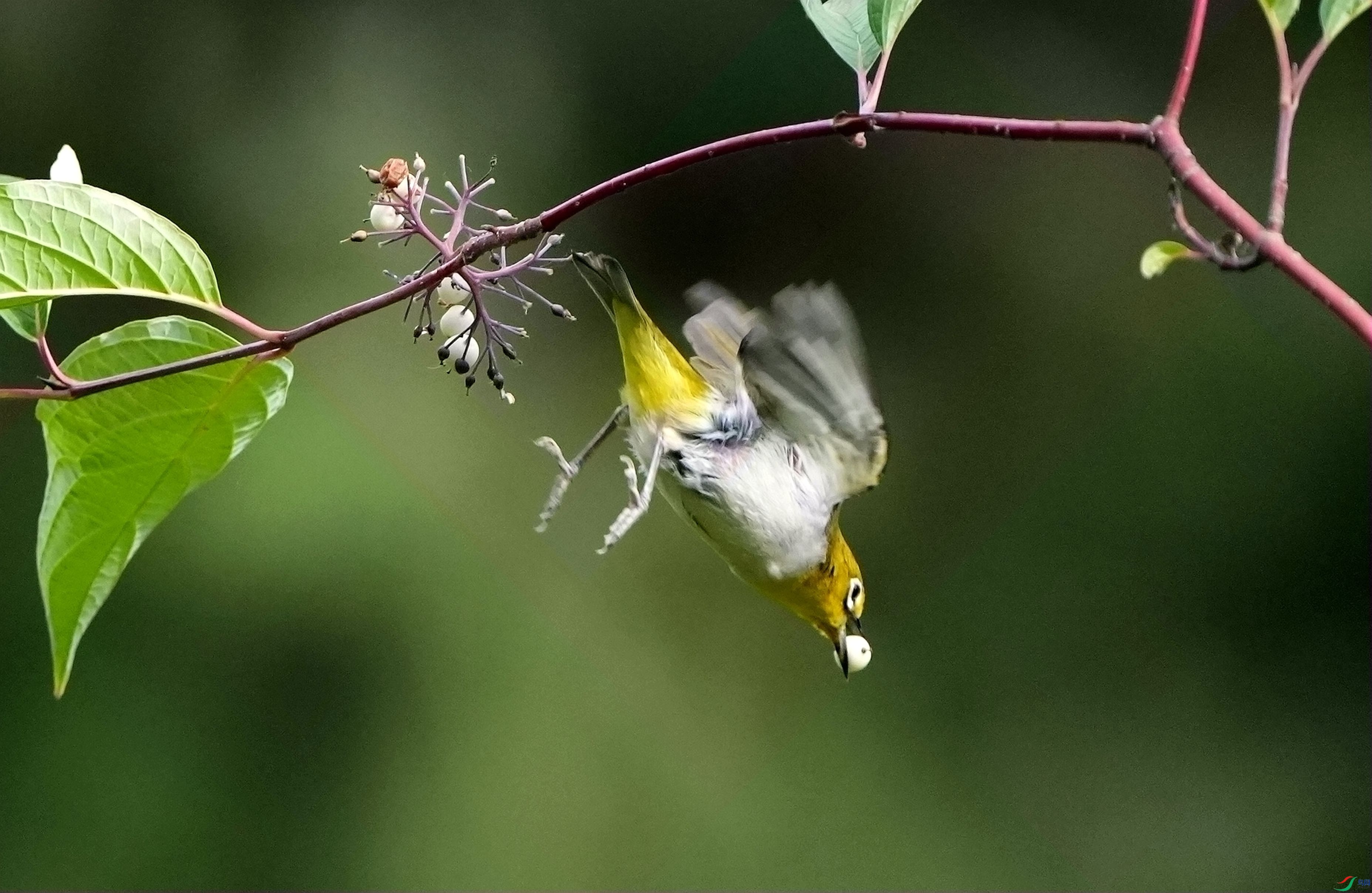 ����س�DSC06328_����.jpg