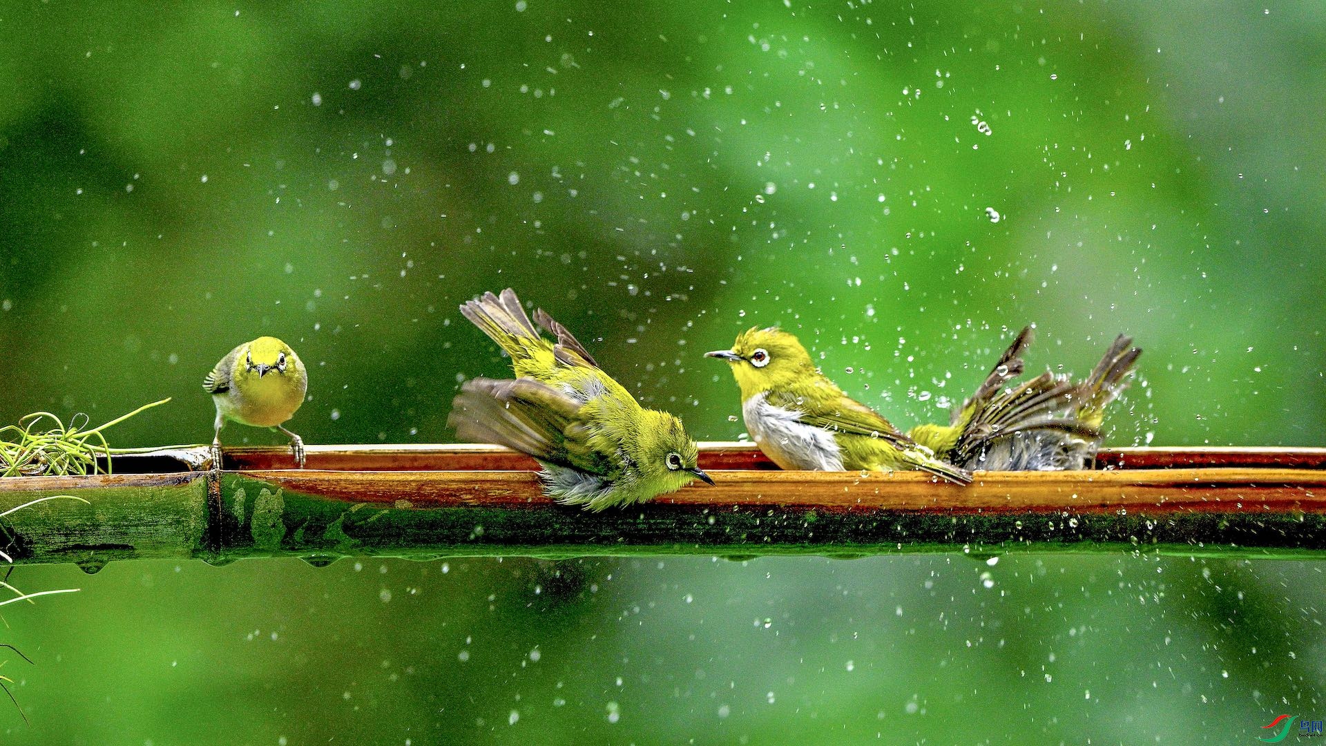 1_XXL2537 ����.jpeg