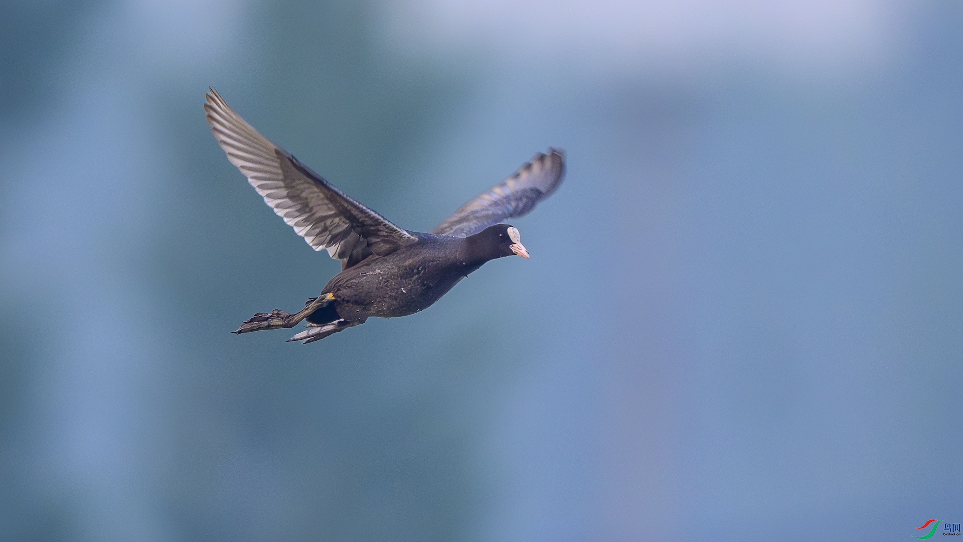 1_XXL6814-����ǿ-NR ����.jpeg