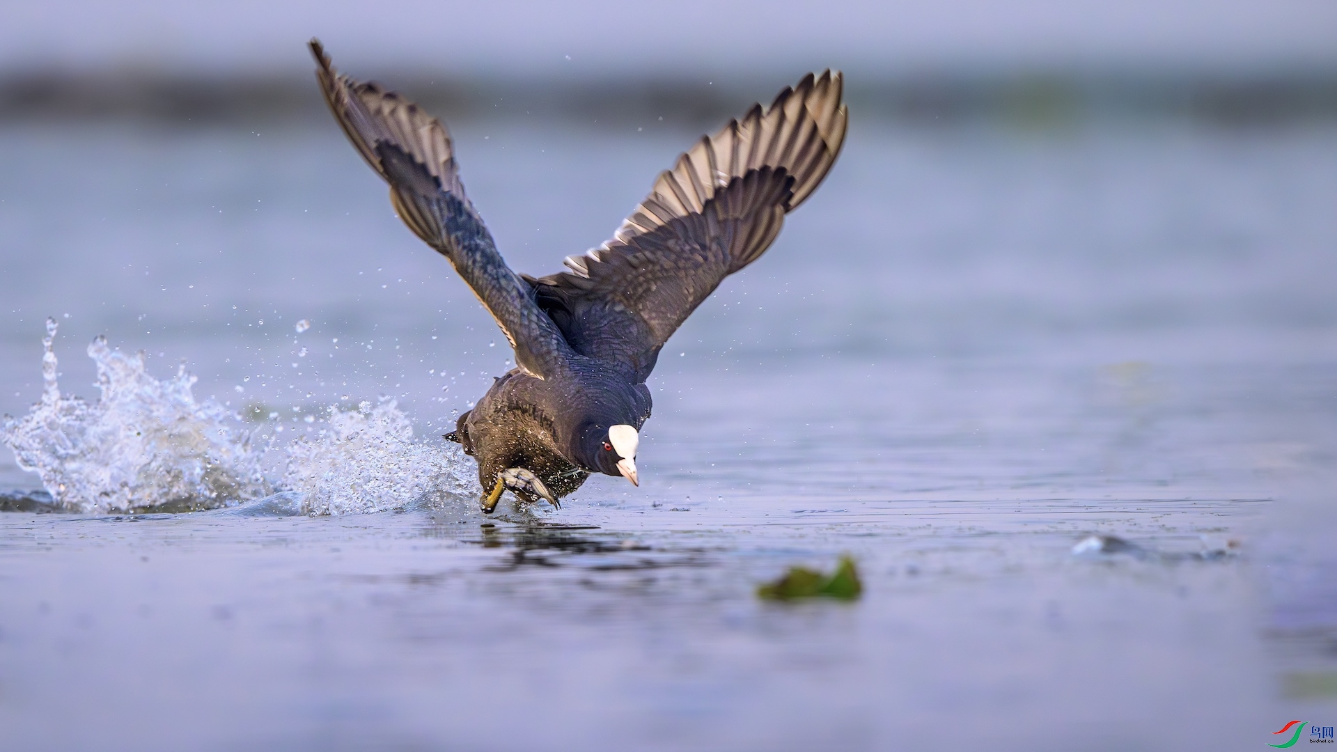 1_XXL6920-����ǿ-NR ����.jpeg