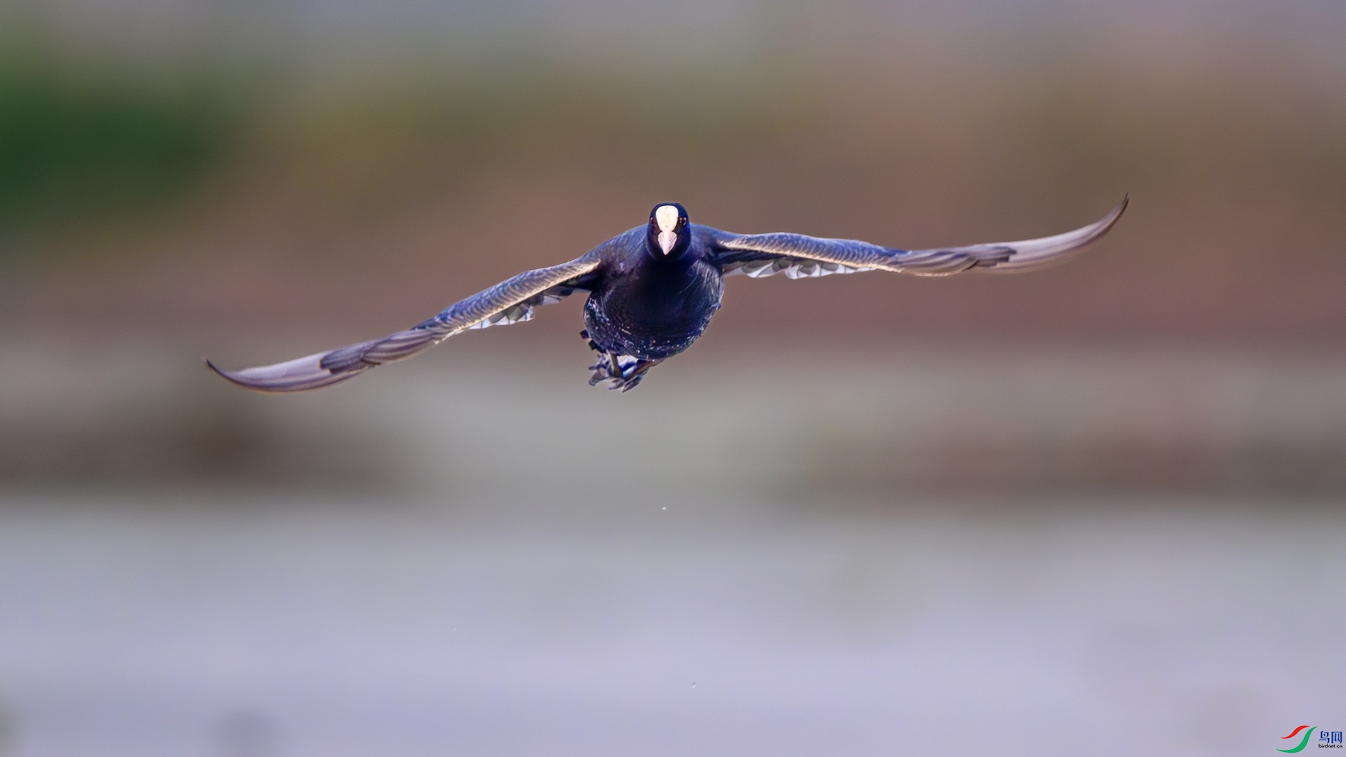 1_XXL7147-����ǿ-NR ����.jpeg