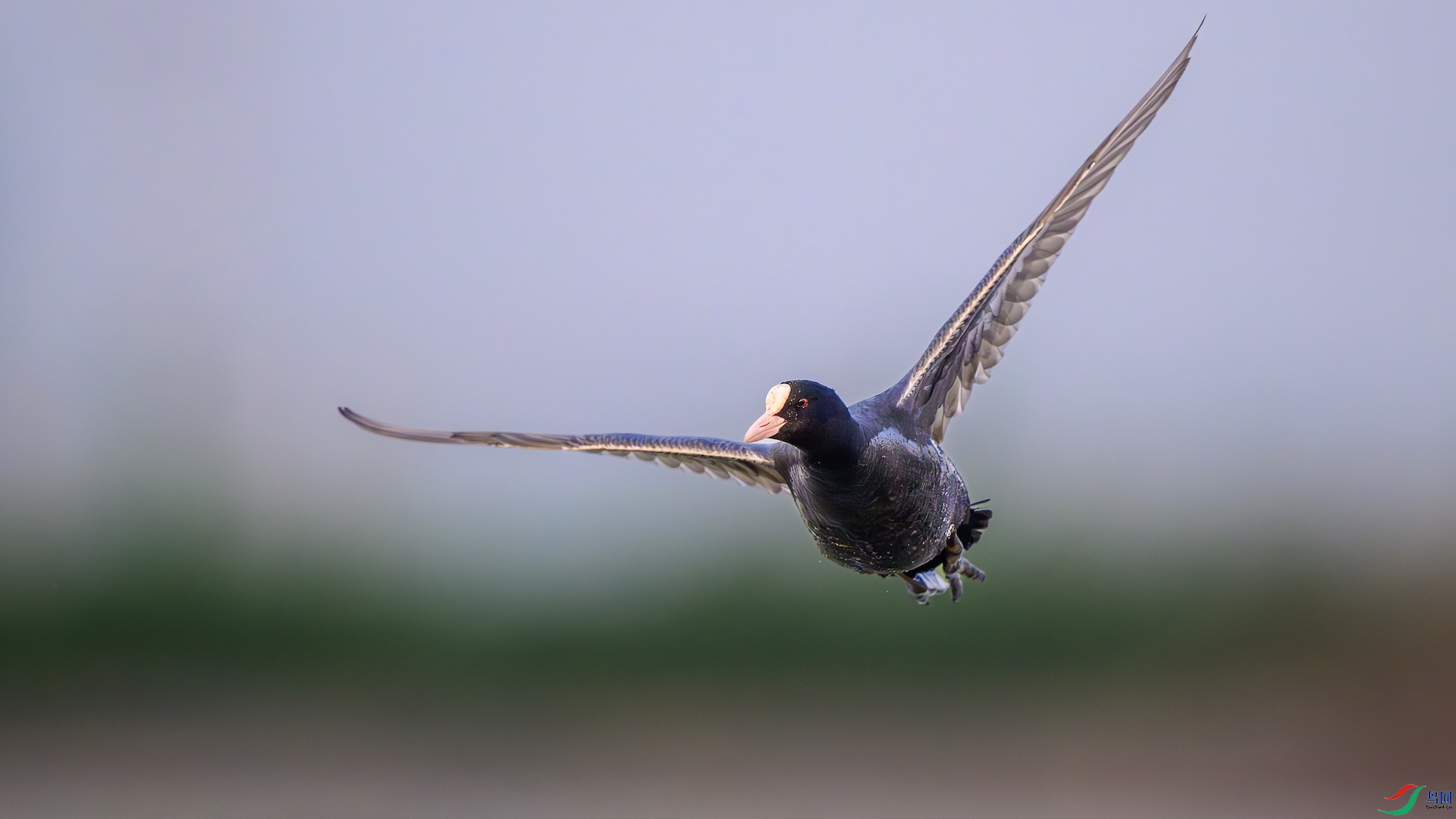 1_XXL7170-����ǿ-NR ����.jpeg