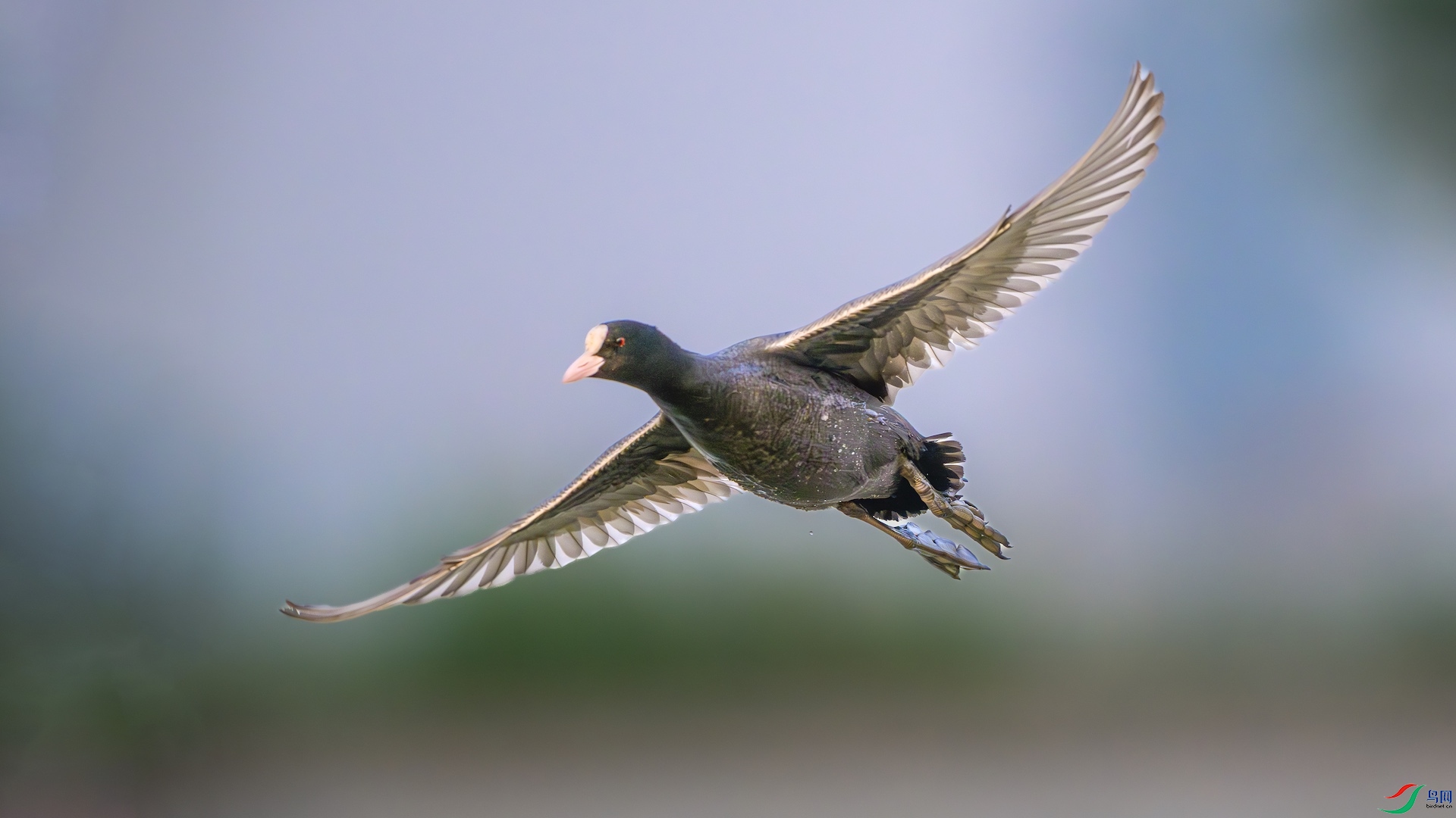 1_XXL7182-����ǿ-NR ����.jpeg