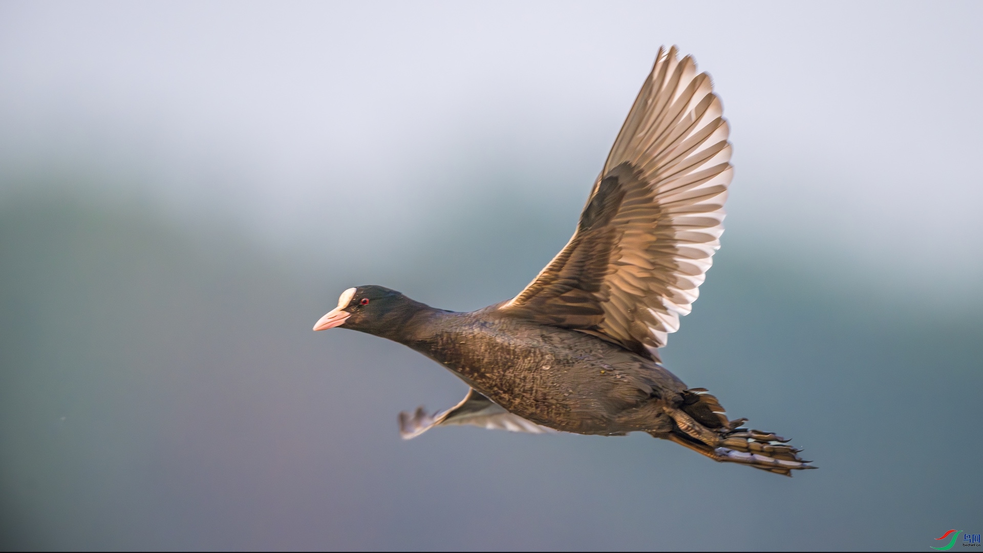 1_XXL7200-����ǿ-NR ����.jpeg