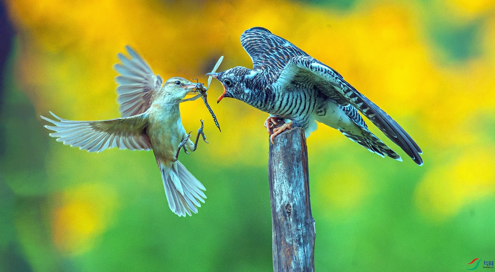 ��έݺι�ž�