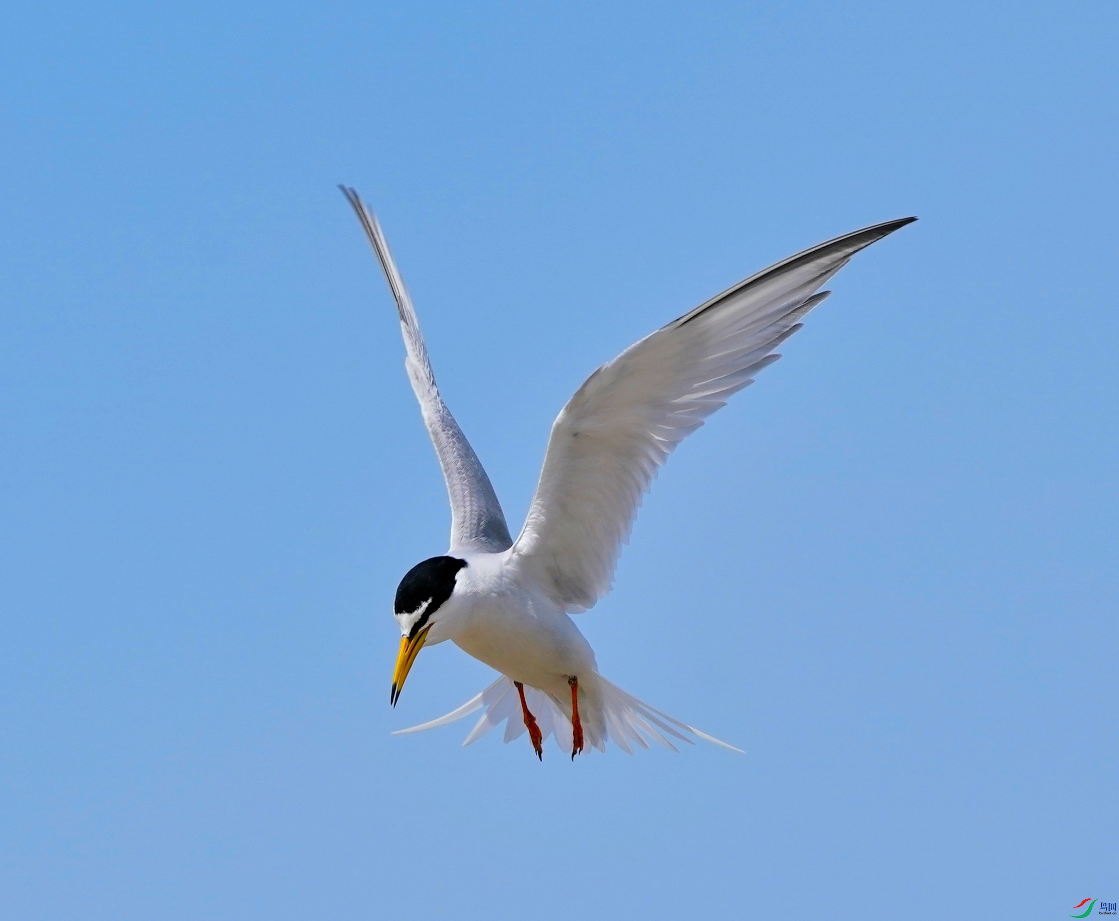 DSC00784-2004-5-4.JPG