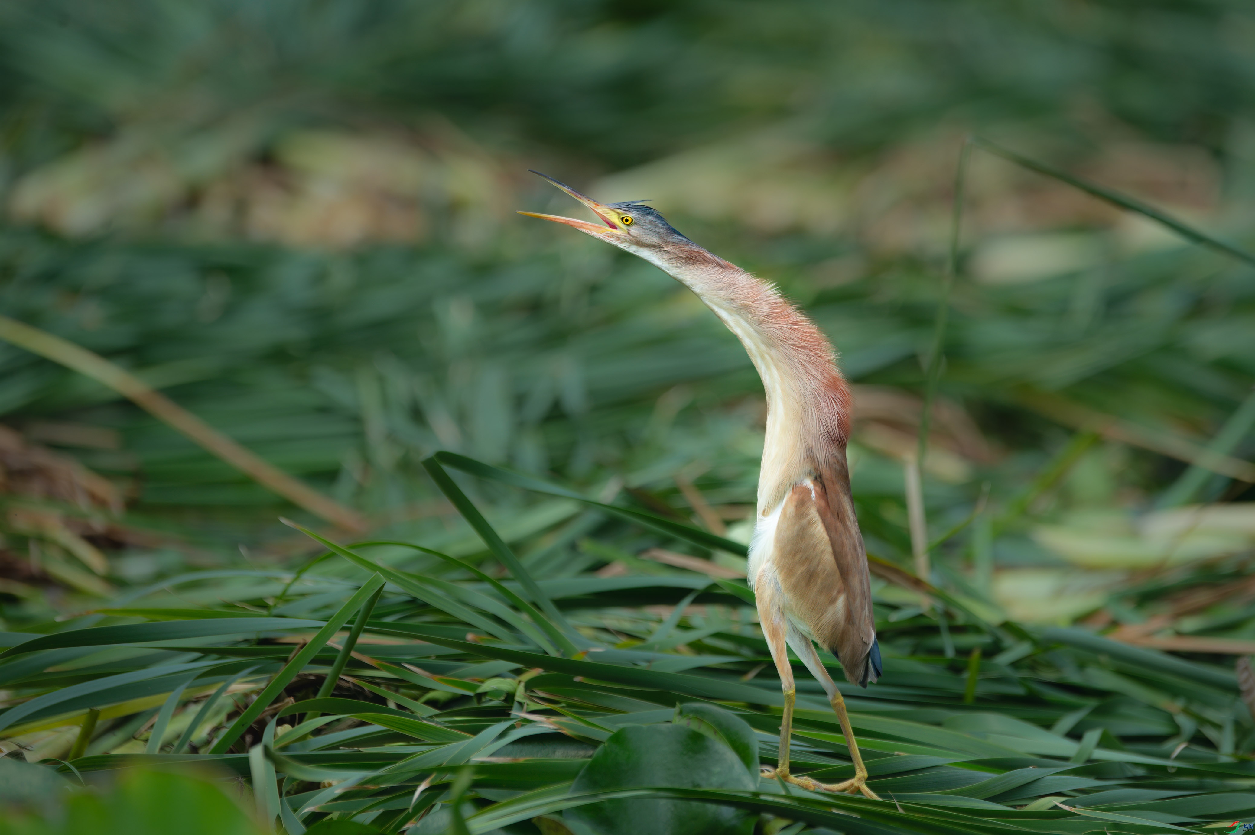 ʧȥ��԰�����񽹼���ŭ��