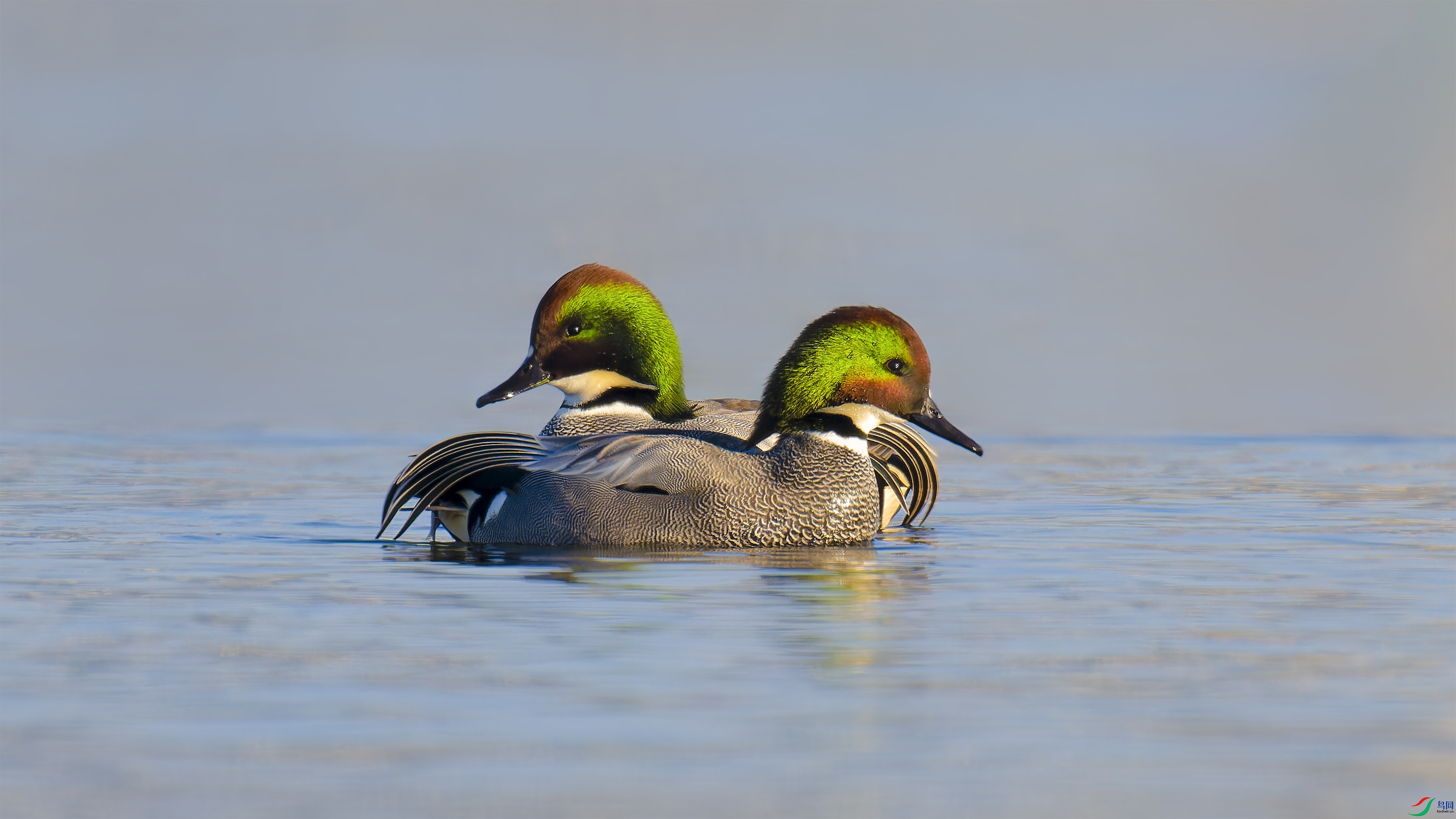 DSC_6884_DxO.jpg