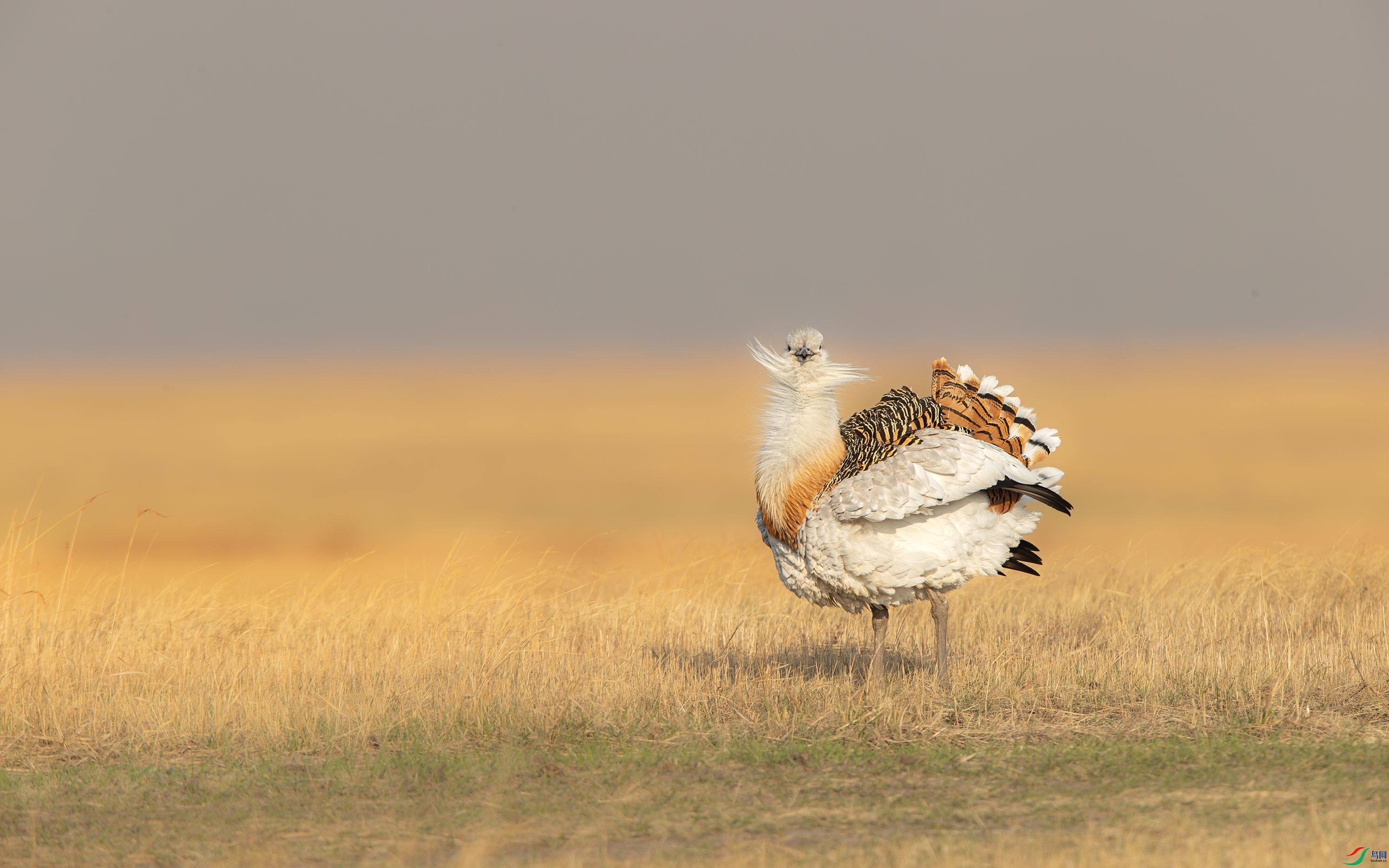 A15I9044- ����.jpg