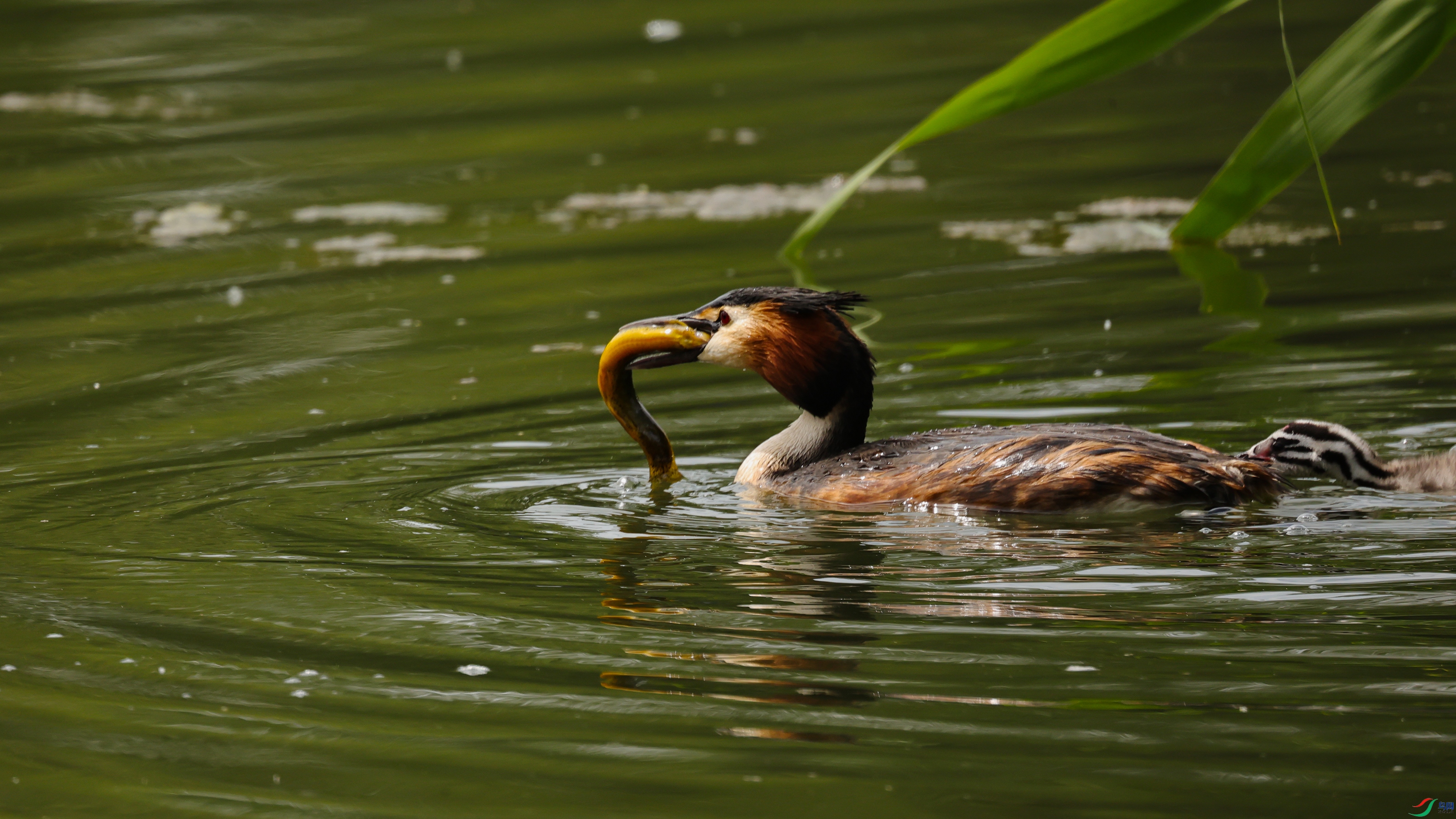 7X5A4309 ����999.jpg