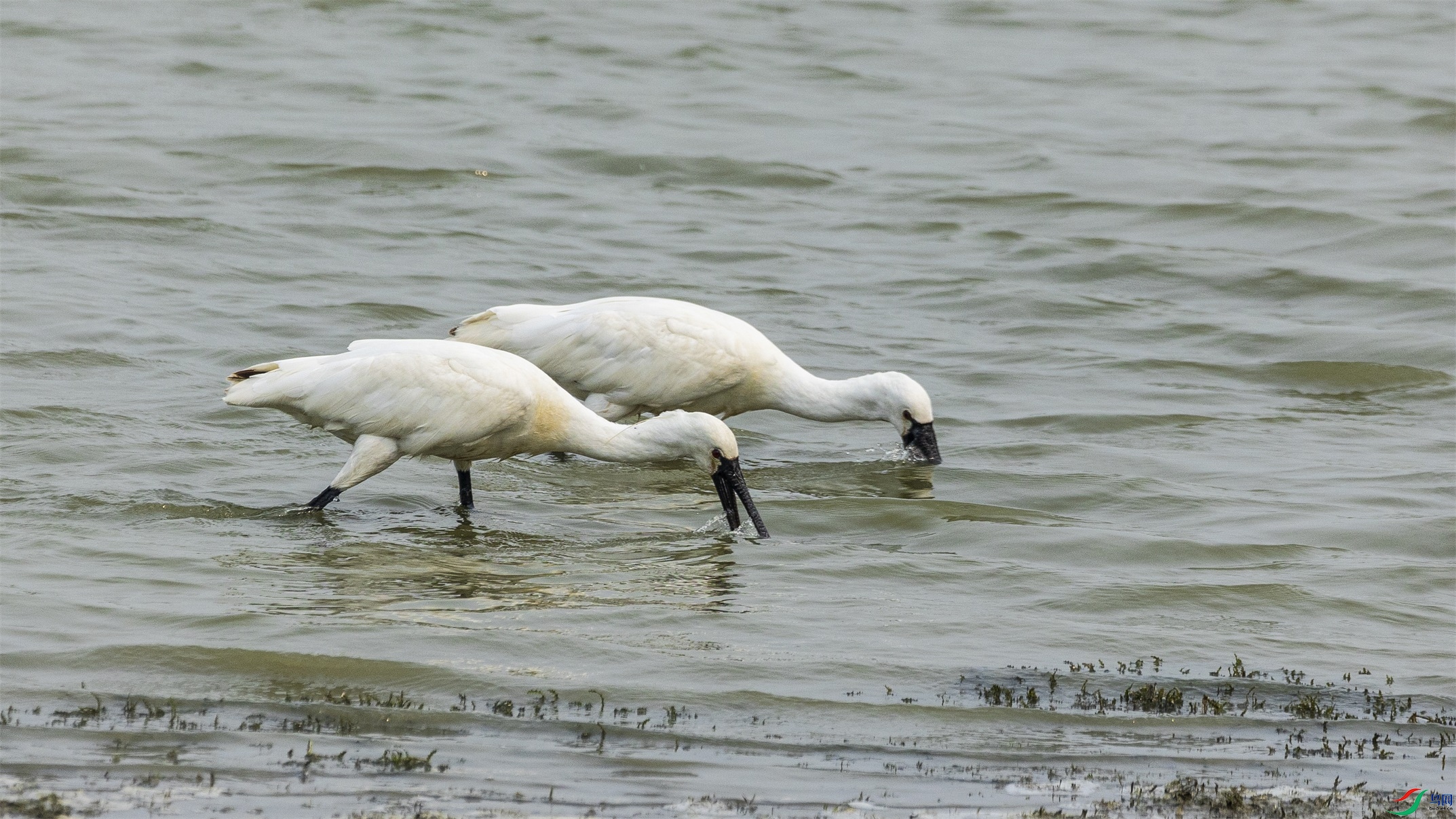 1K3A9879 ����1.jpg