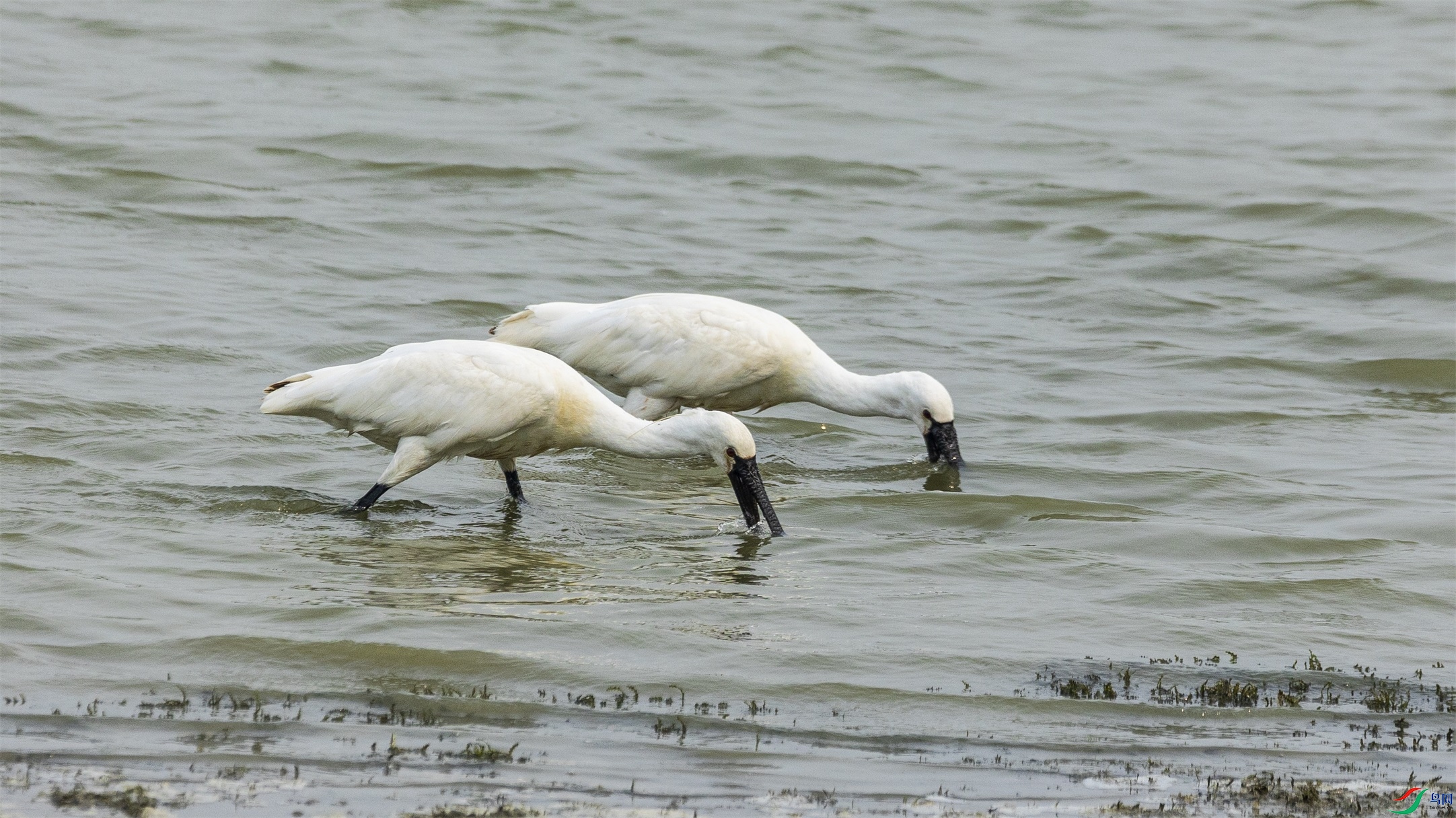 1K3A9878 ����1.jpg