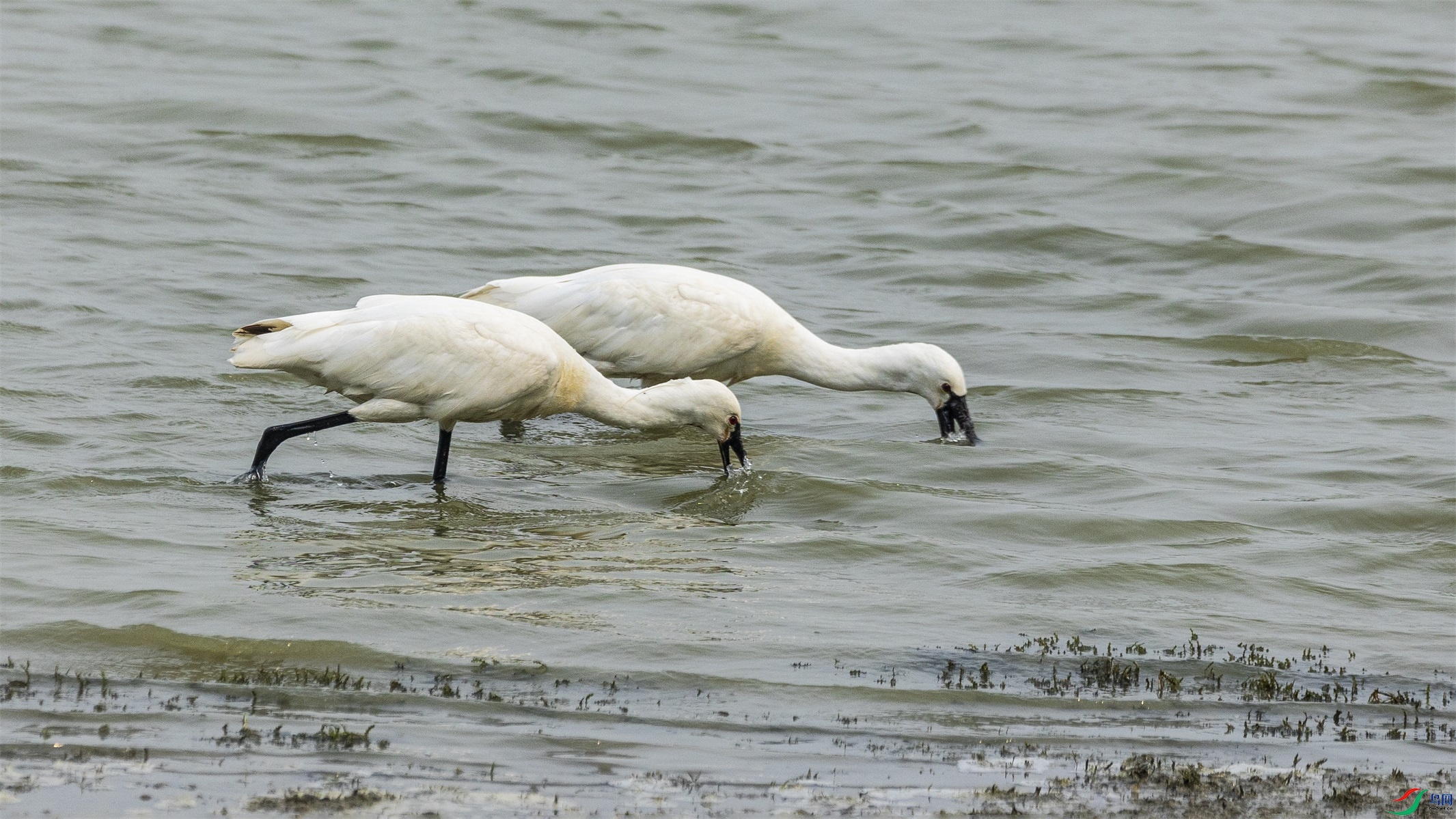 1K3A9881 ����1.jpg