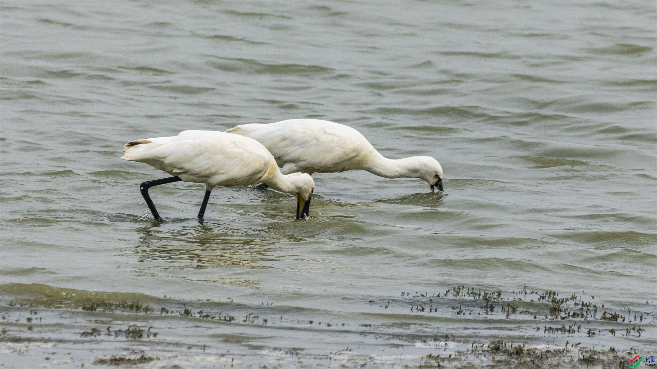 1K3A9883 ����1.jpg