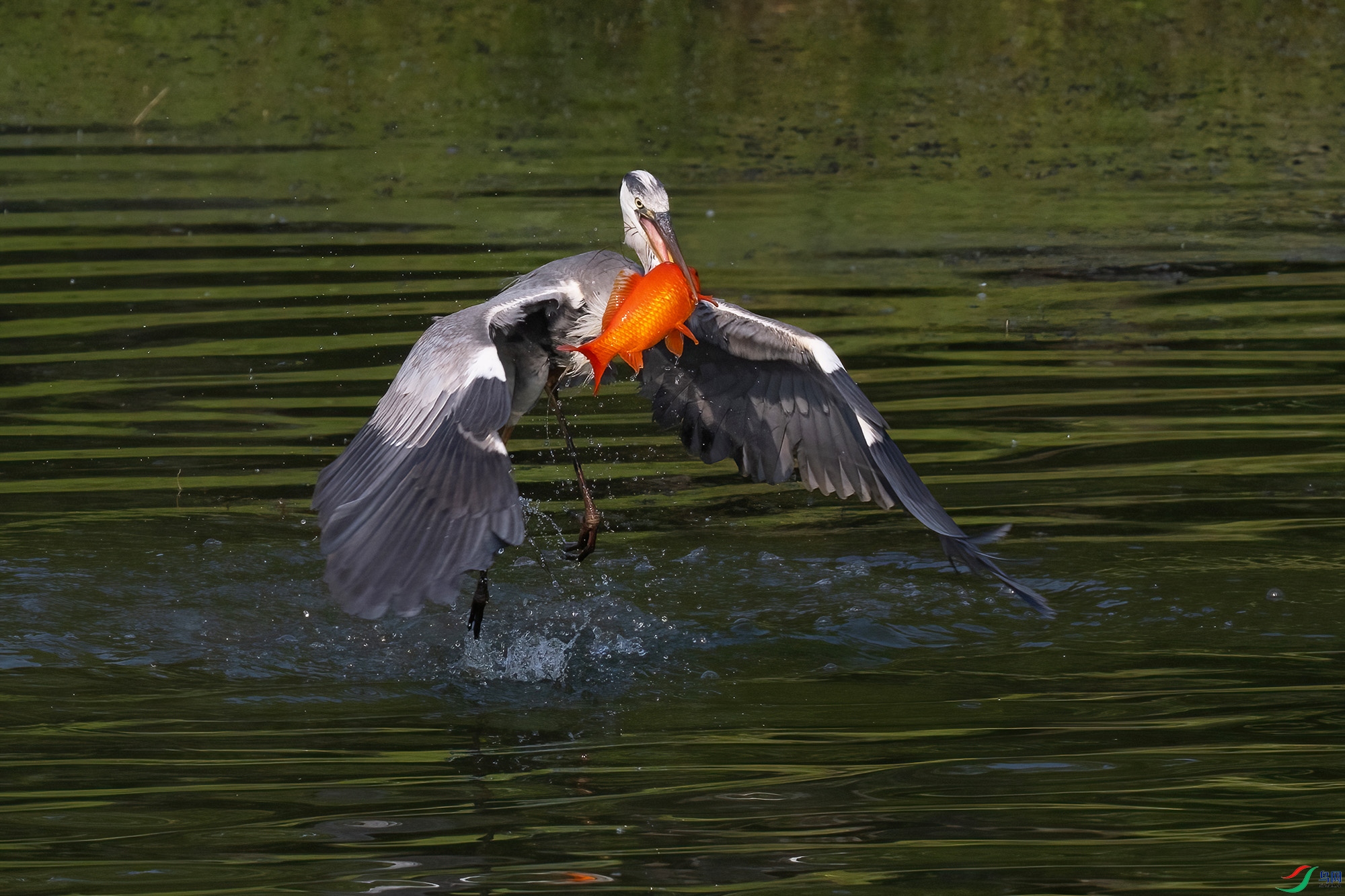 DSC_6539 N.jpg