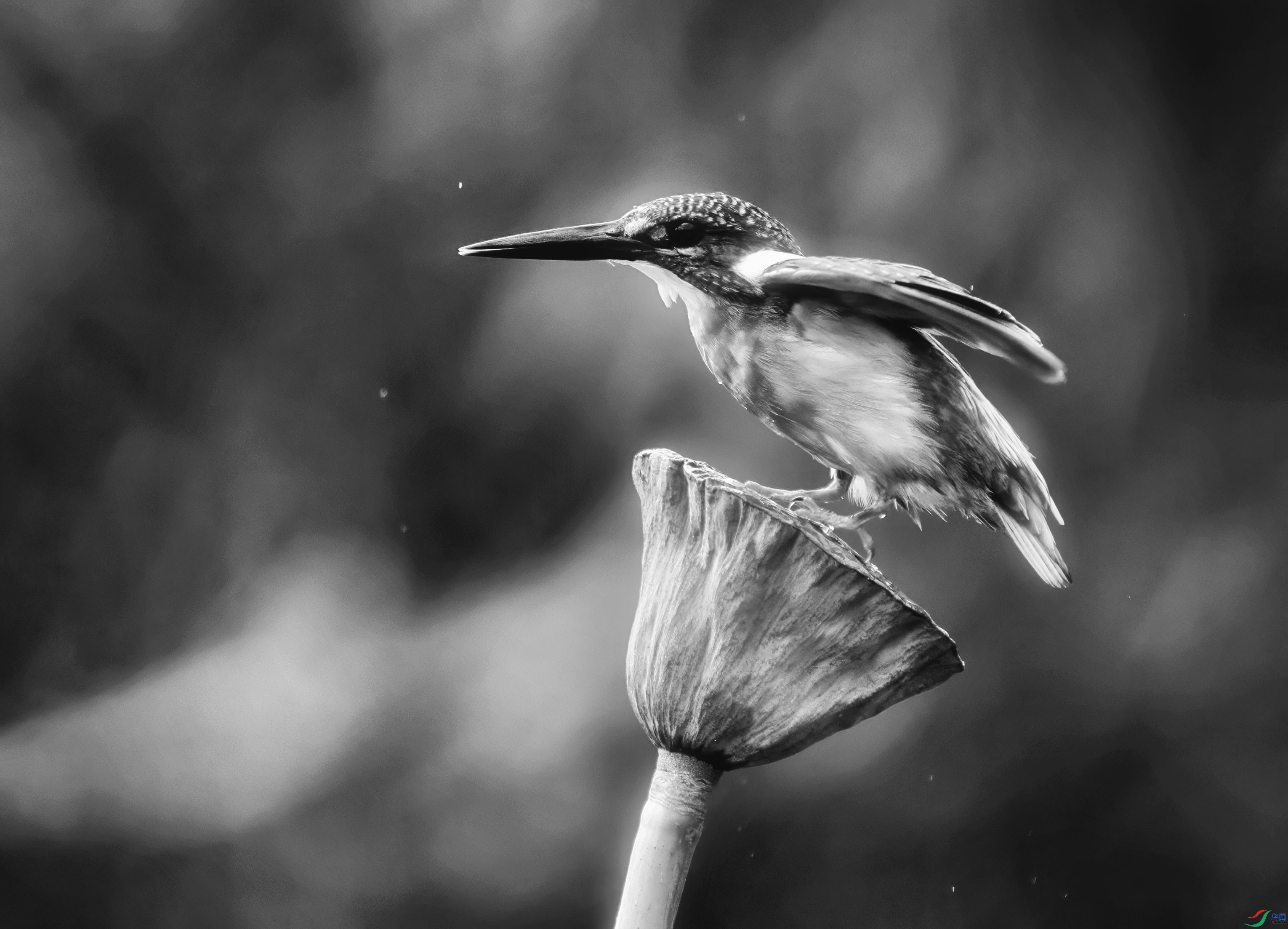 DSC02264 ����.jpg