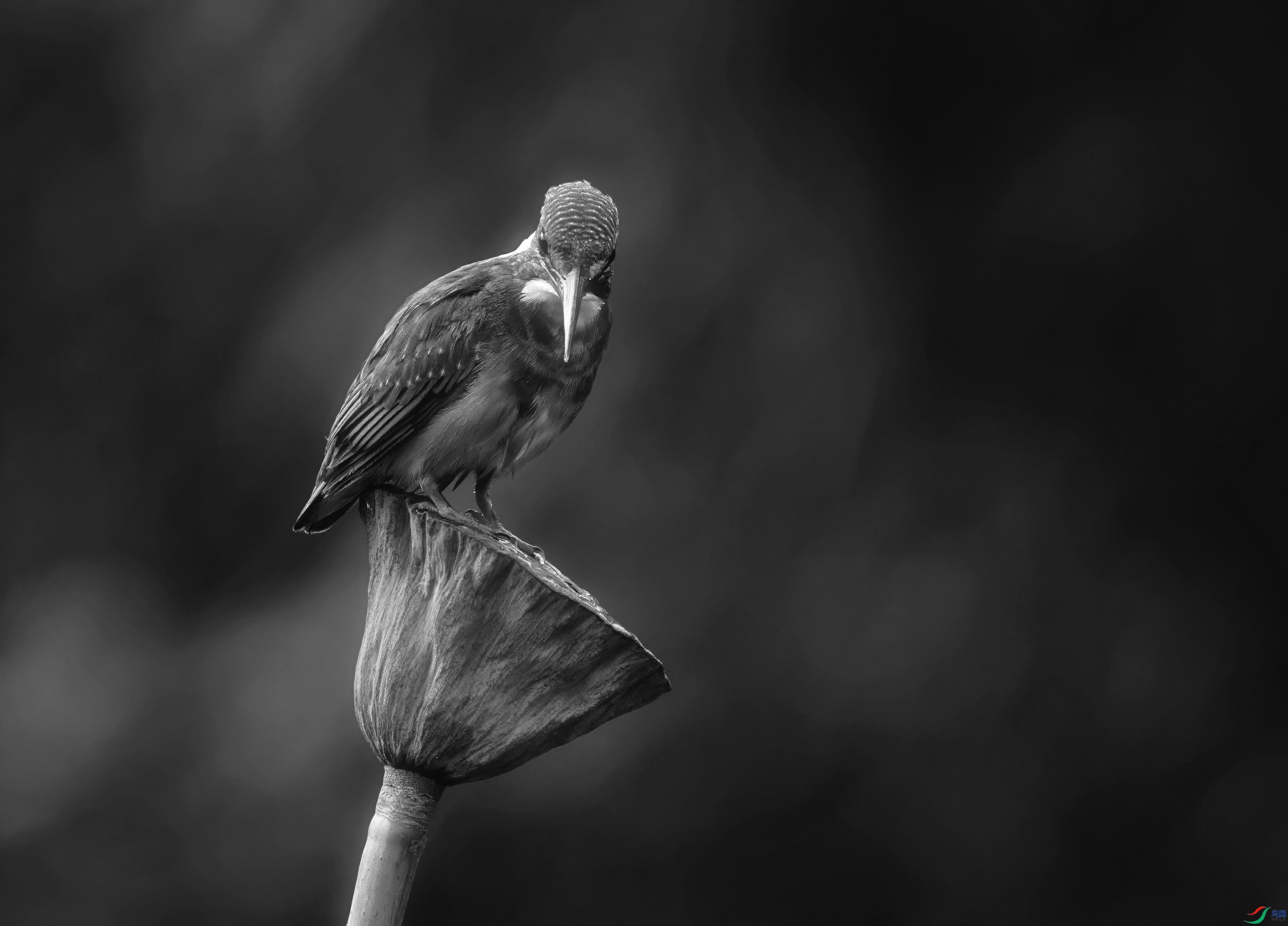 DSC02235 ����.jpg