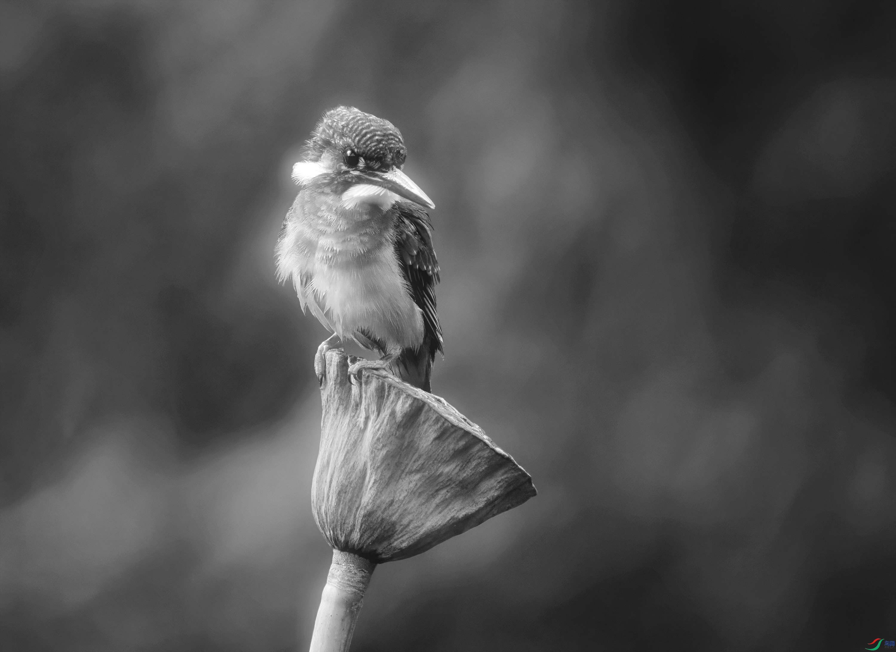 DSC02215 ����.jpg