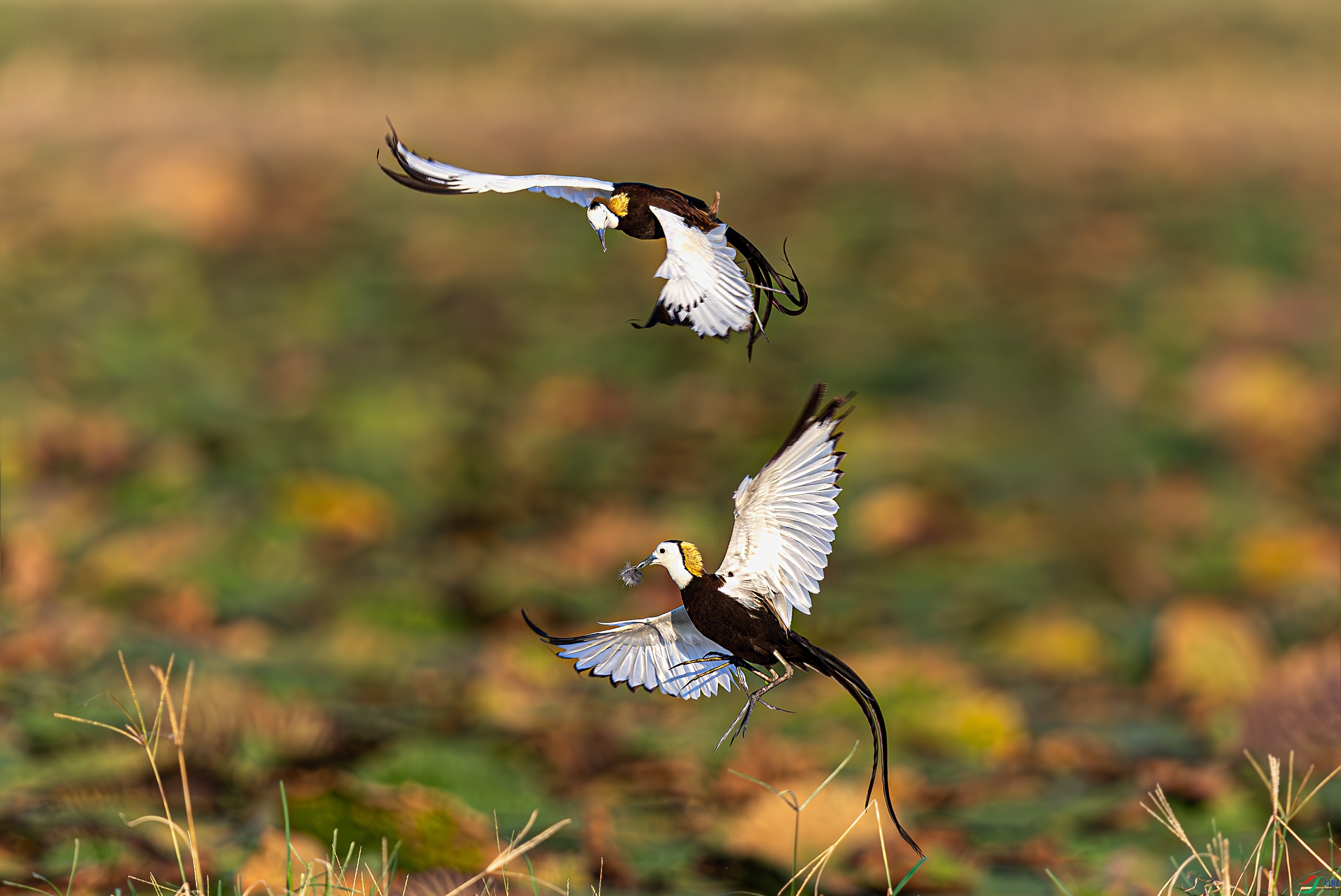 _72A5440-����ǿ-NR.JPG