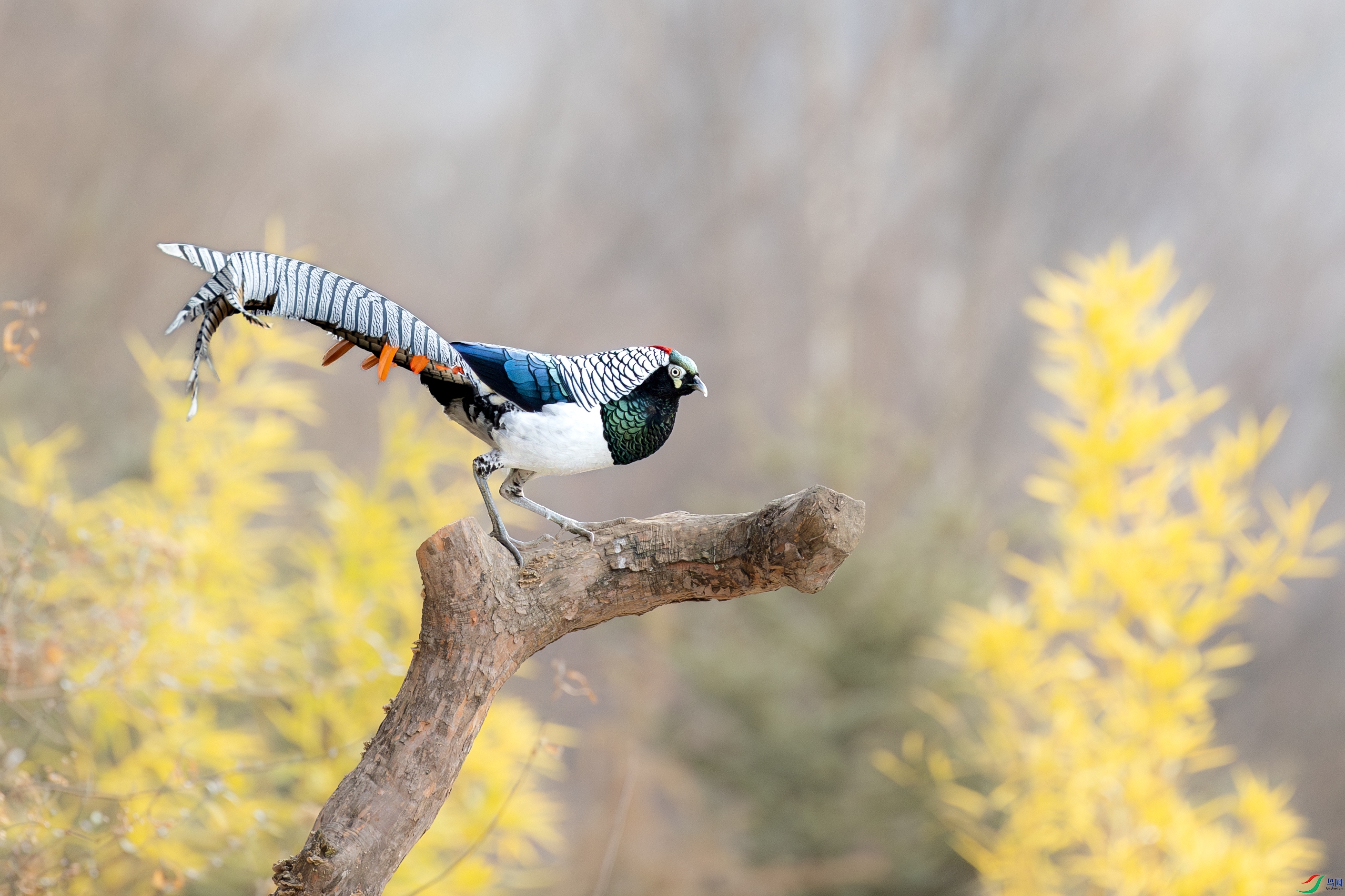 A15I5876- ����.jpg