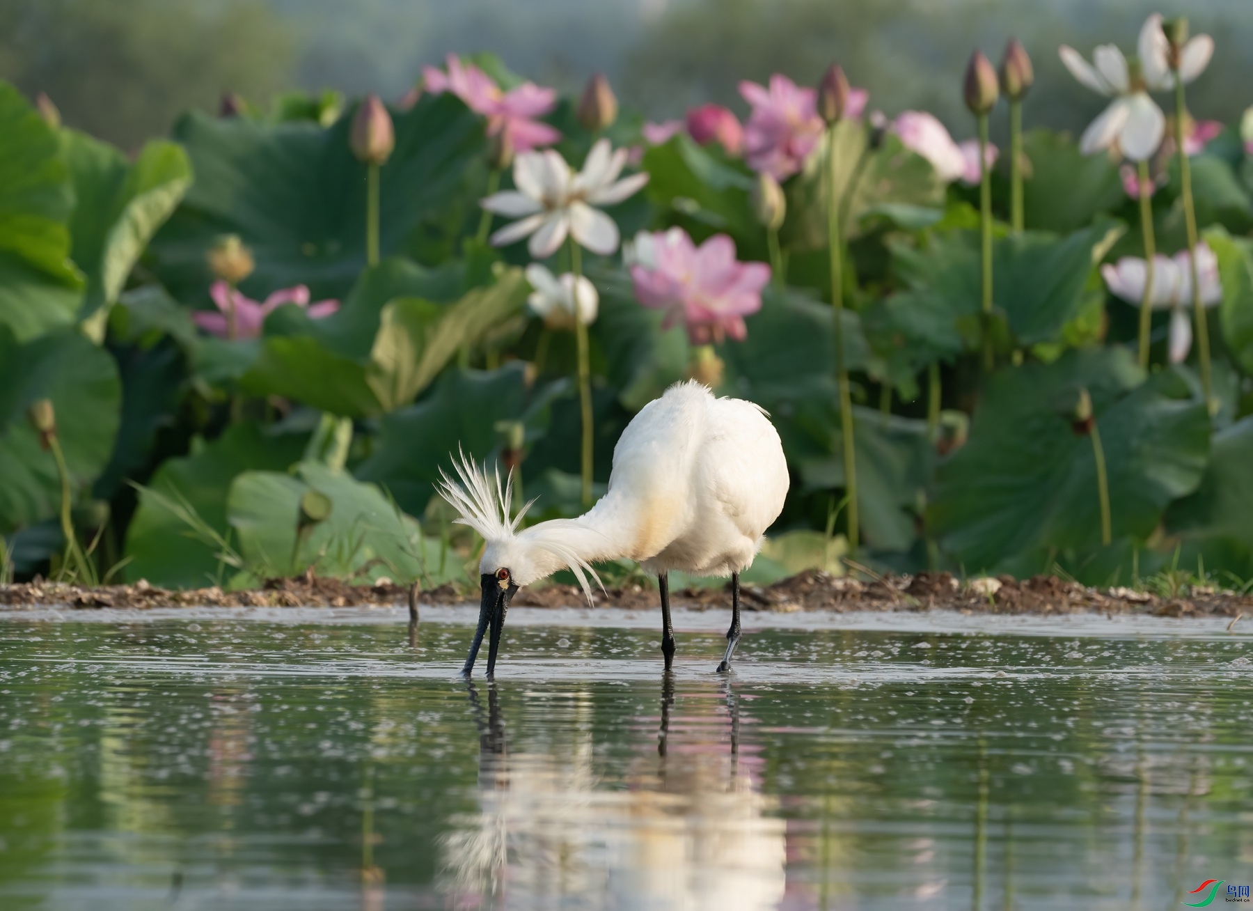 DSC02237 ����_����.jpg