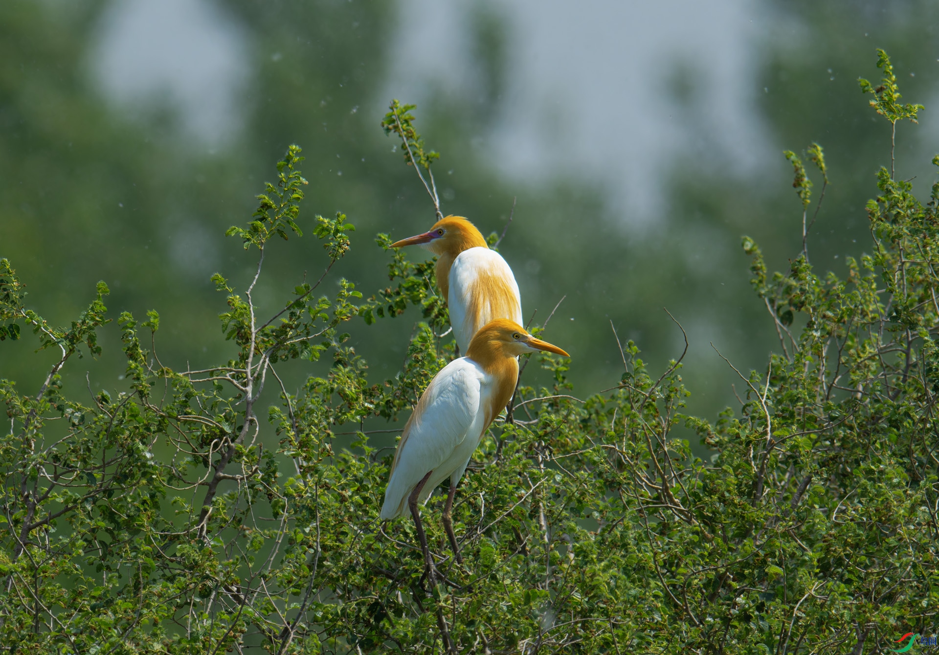 DSC_6029-1.jpg