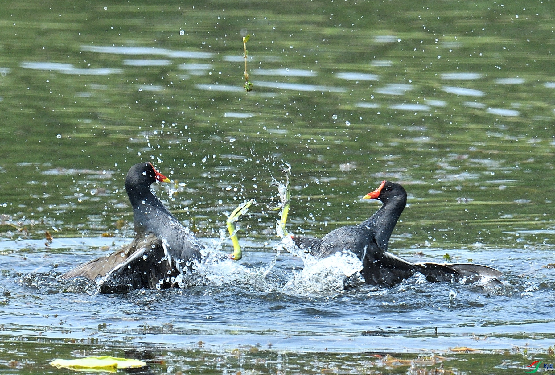 DSC_6222.JPG