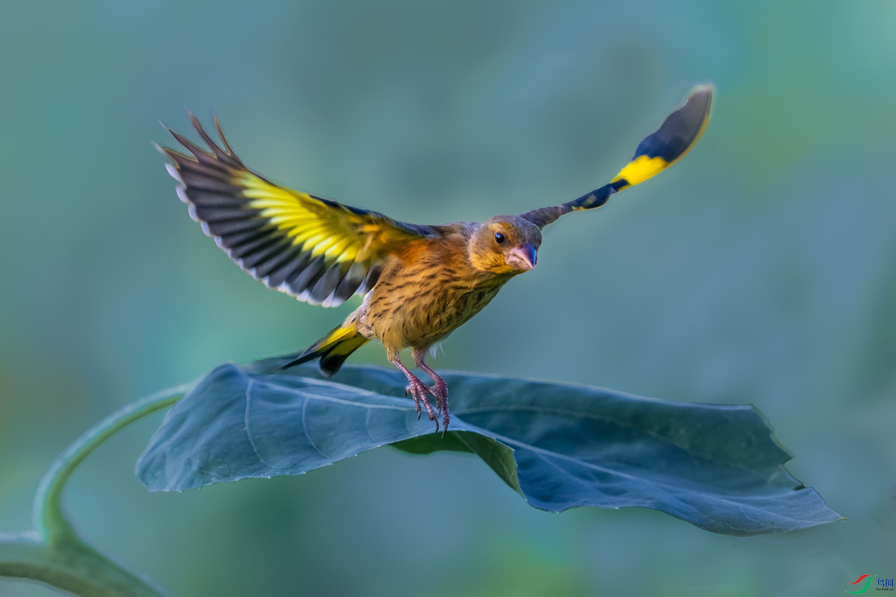 ���ȸ----�����˷��ȥ