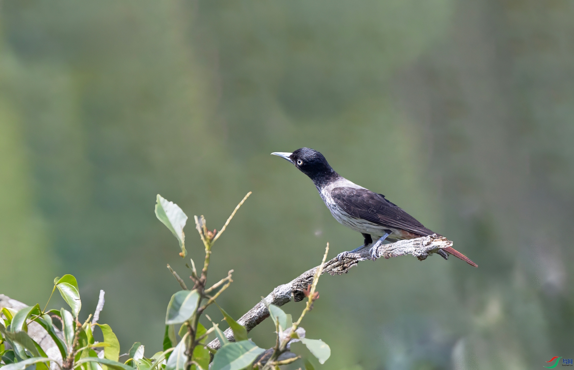 DSC_0956-denoise-sharpen.jpg