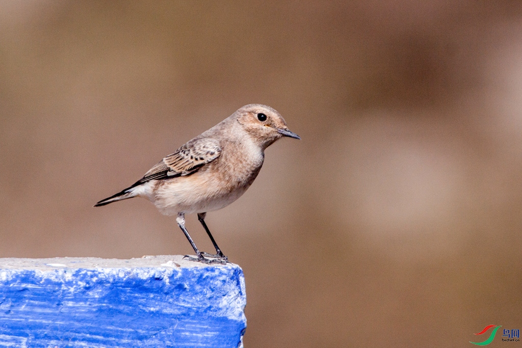 �������ຣ