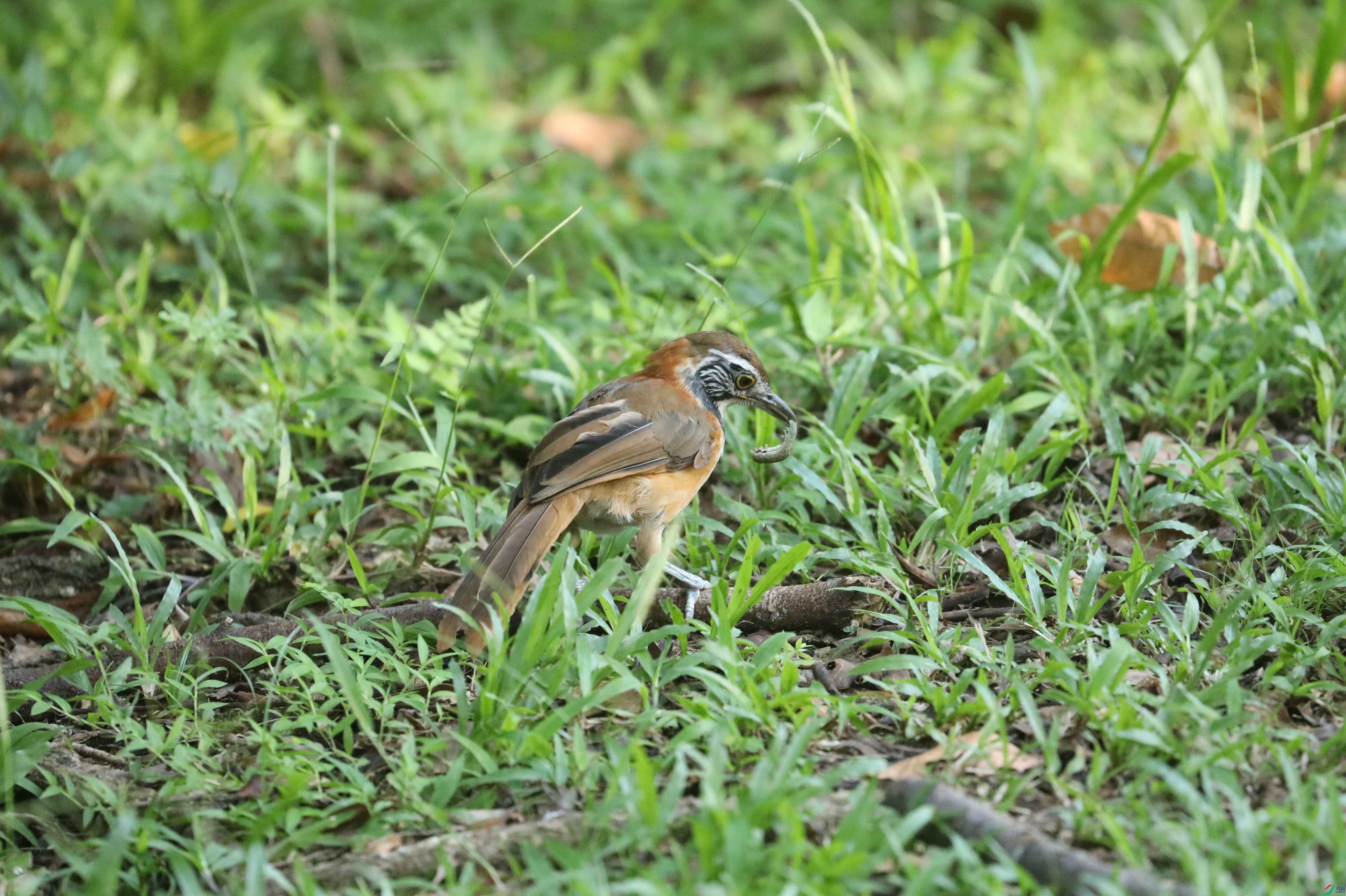 BL7A0525.JPG