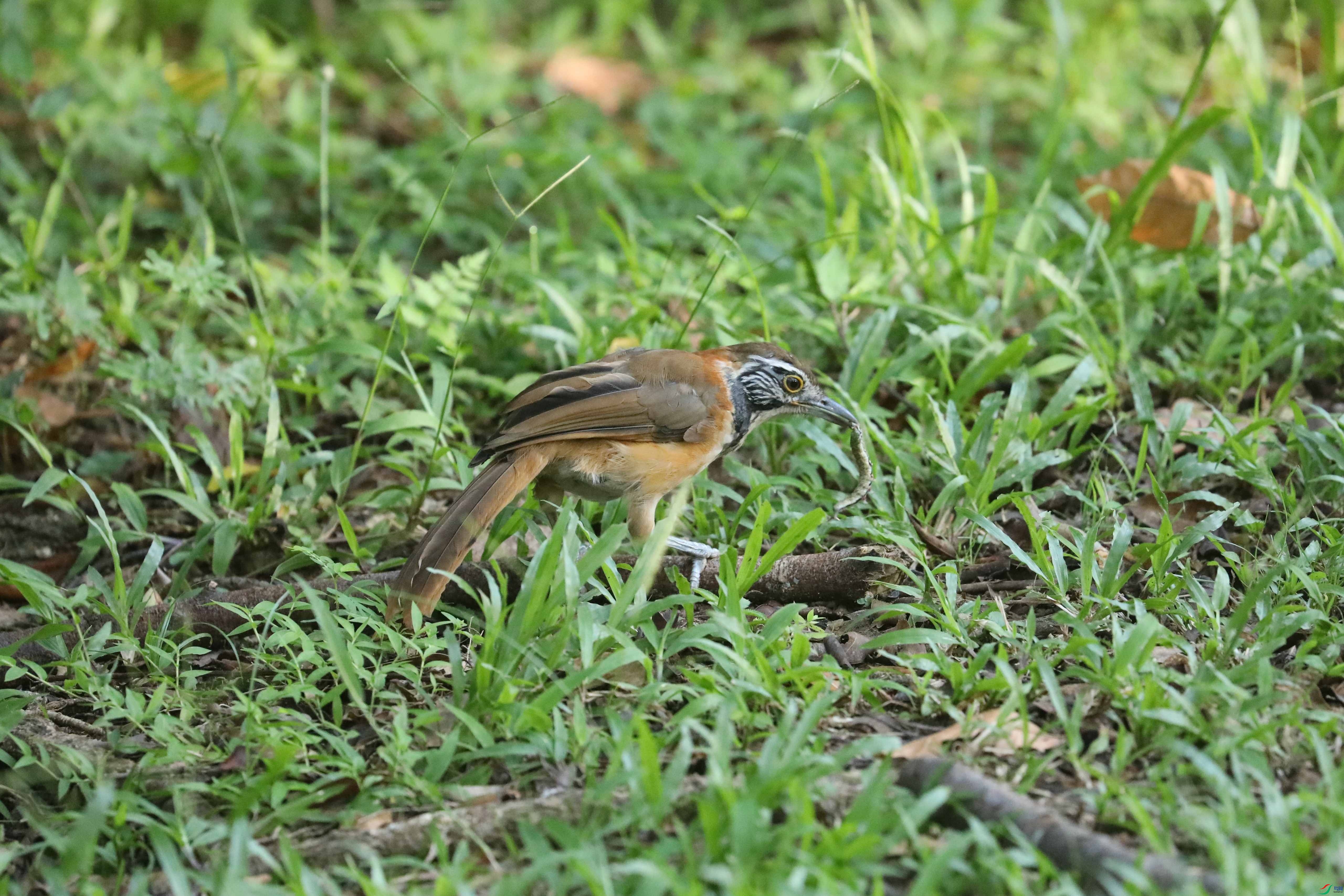 BL7A0528.JPG