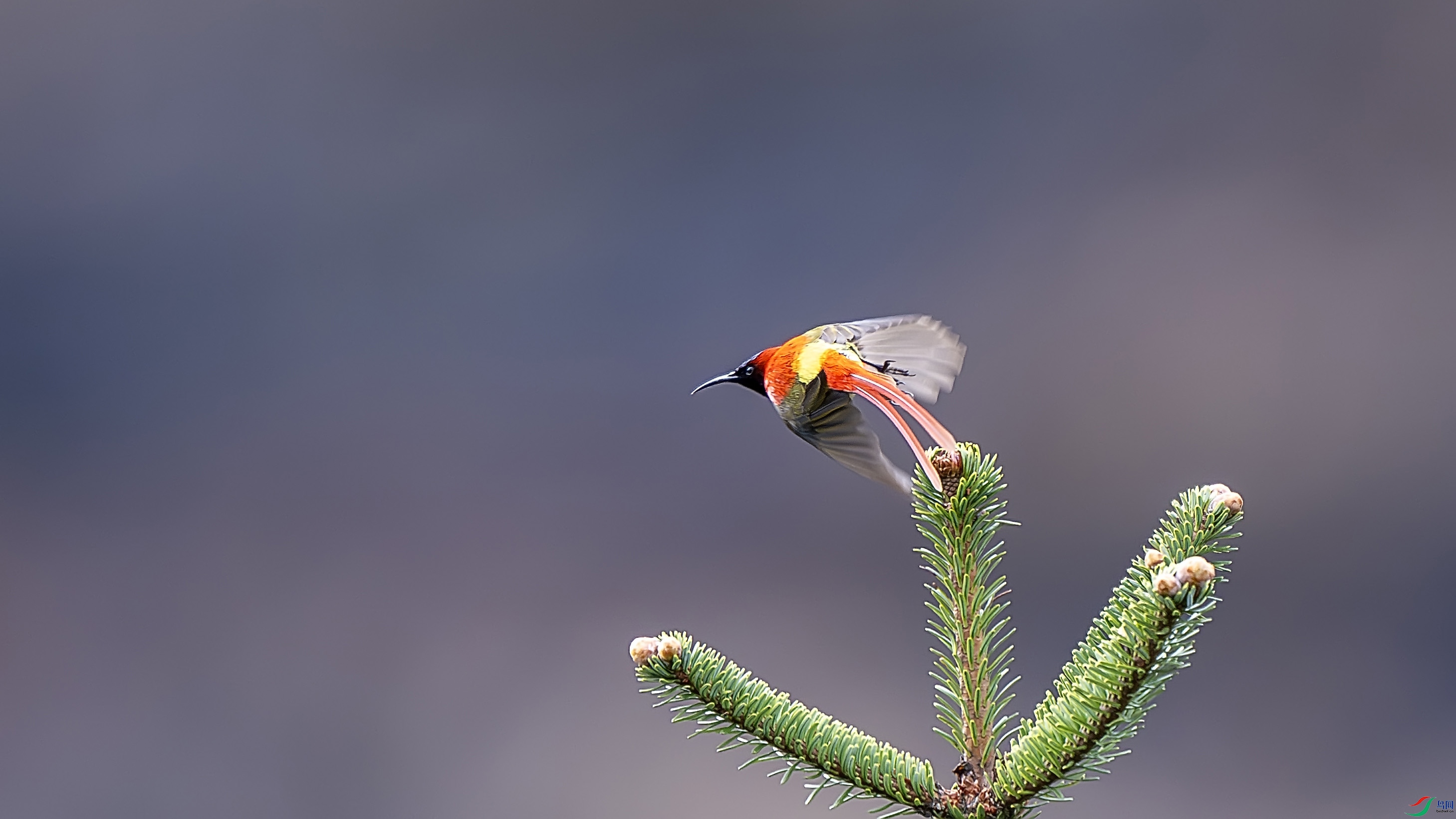 DSC_7186-����ǿ-NR ���� 2.jpg